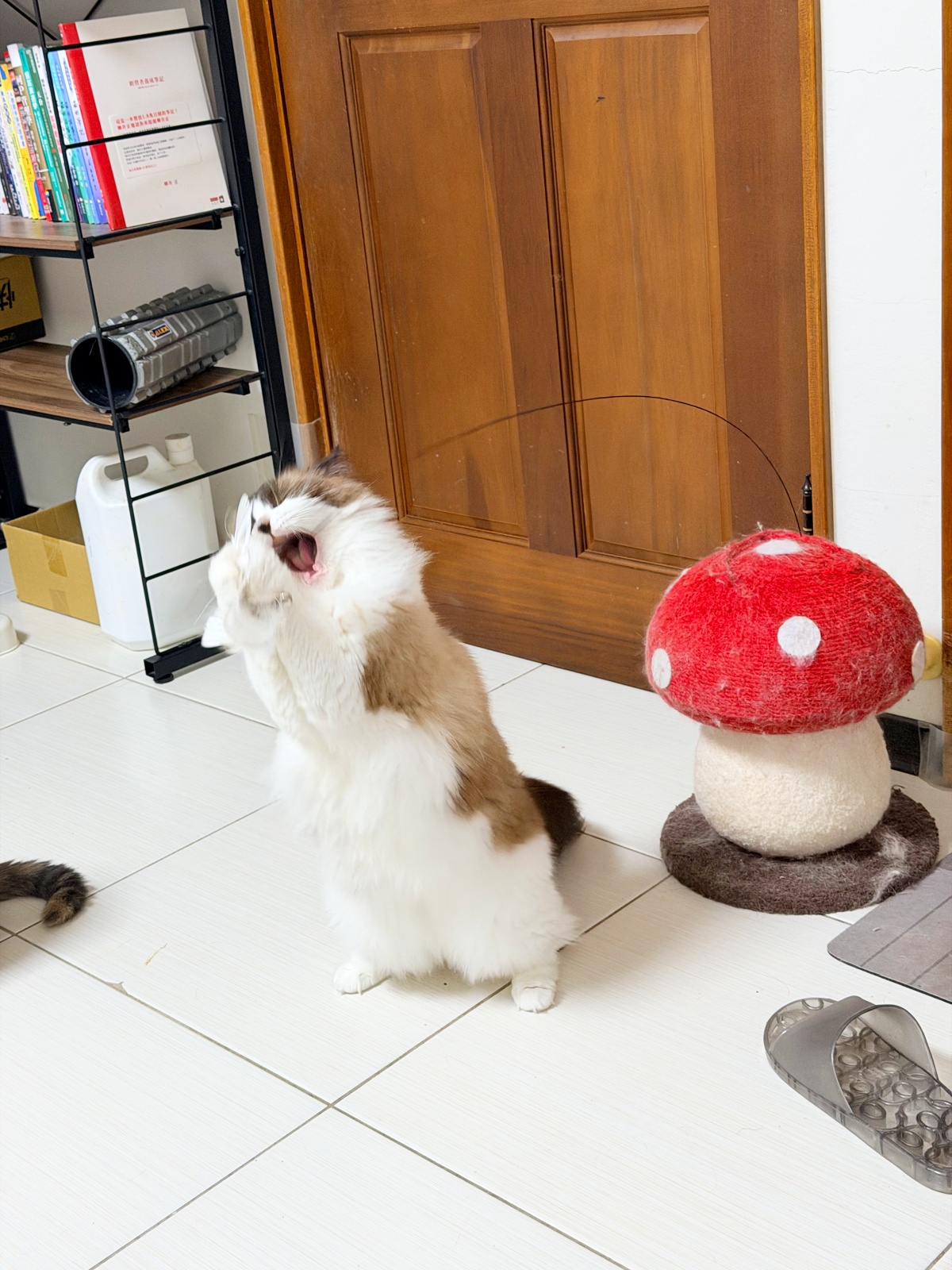 新手養貓懶人包：從準備用品到日常照顧全攻略