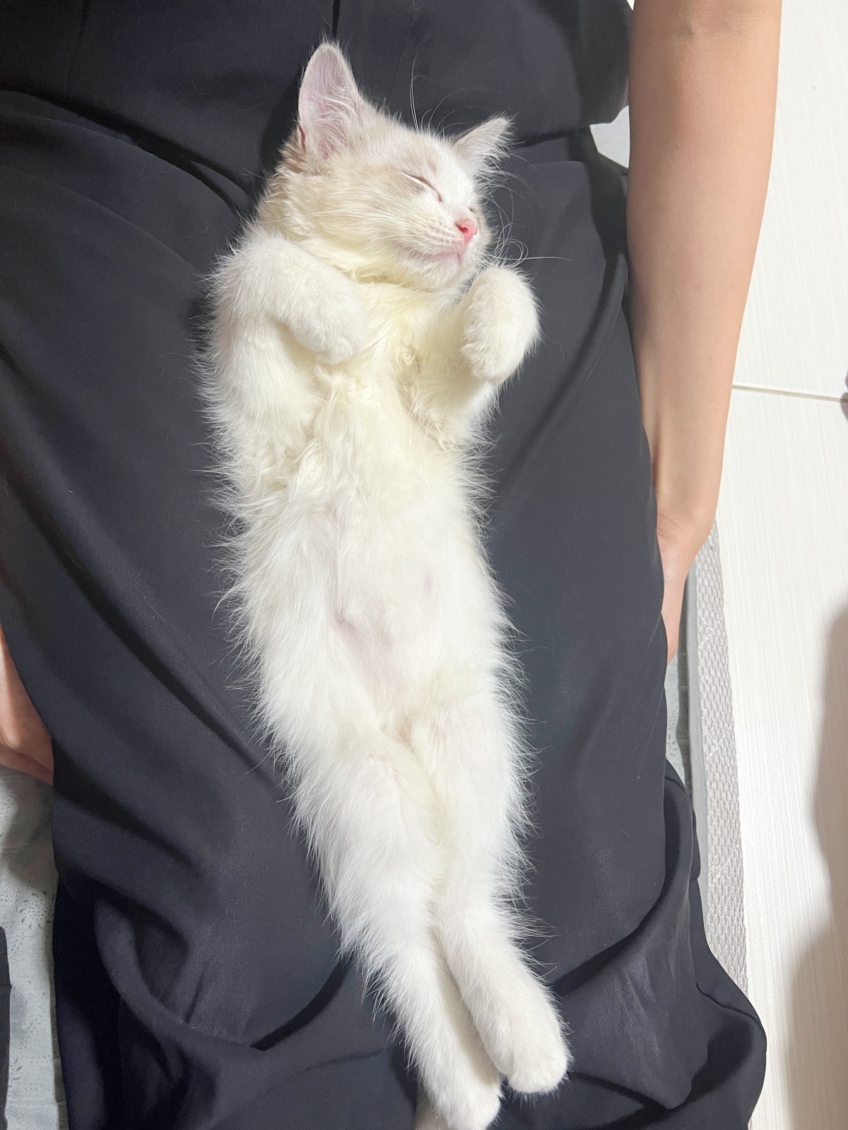 新手養貓懶人包：從準備用品到日常照顧全攻略