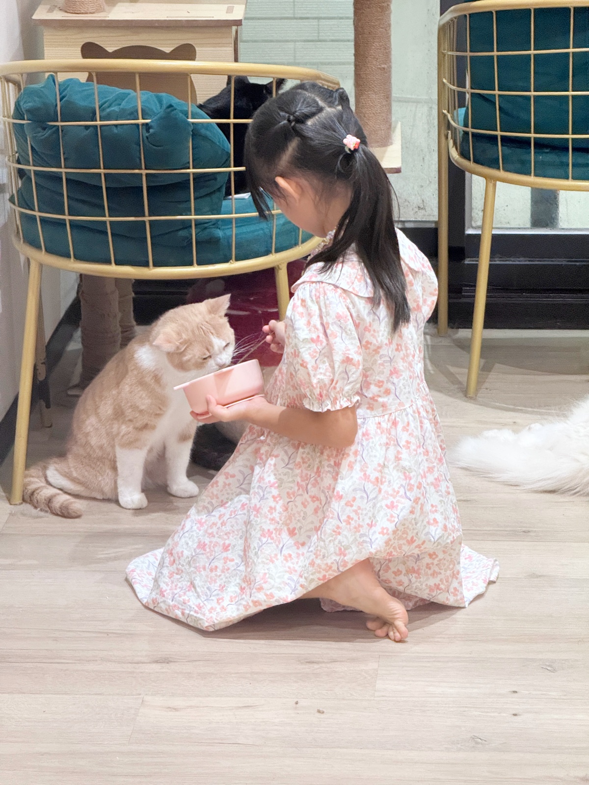 新手養貓懶人包：從準備用品到日常照顧全攻略