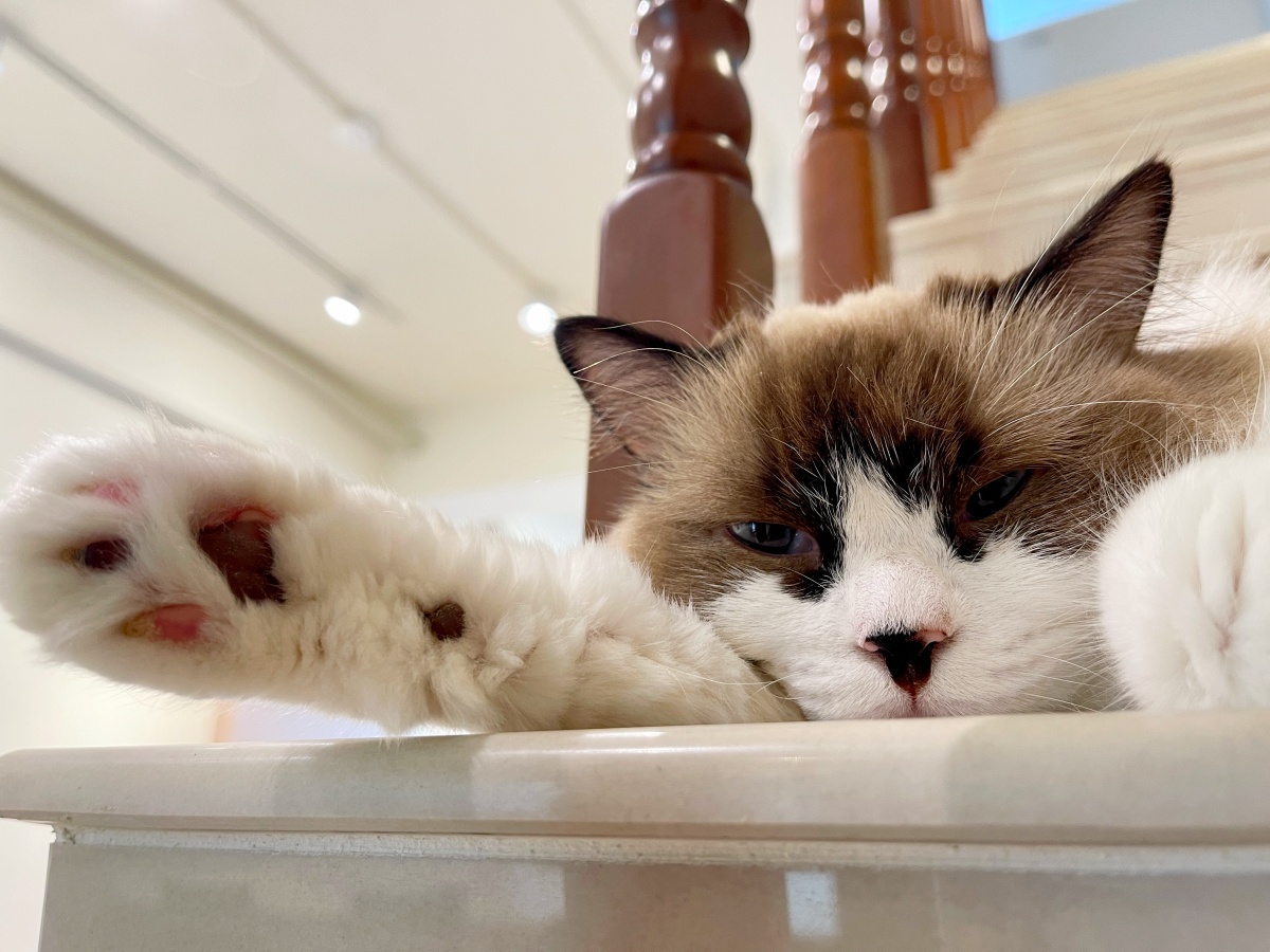 新手養貓懶人包：從準備用品到日常照顧全攻略