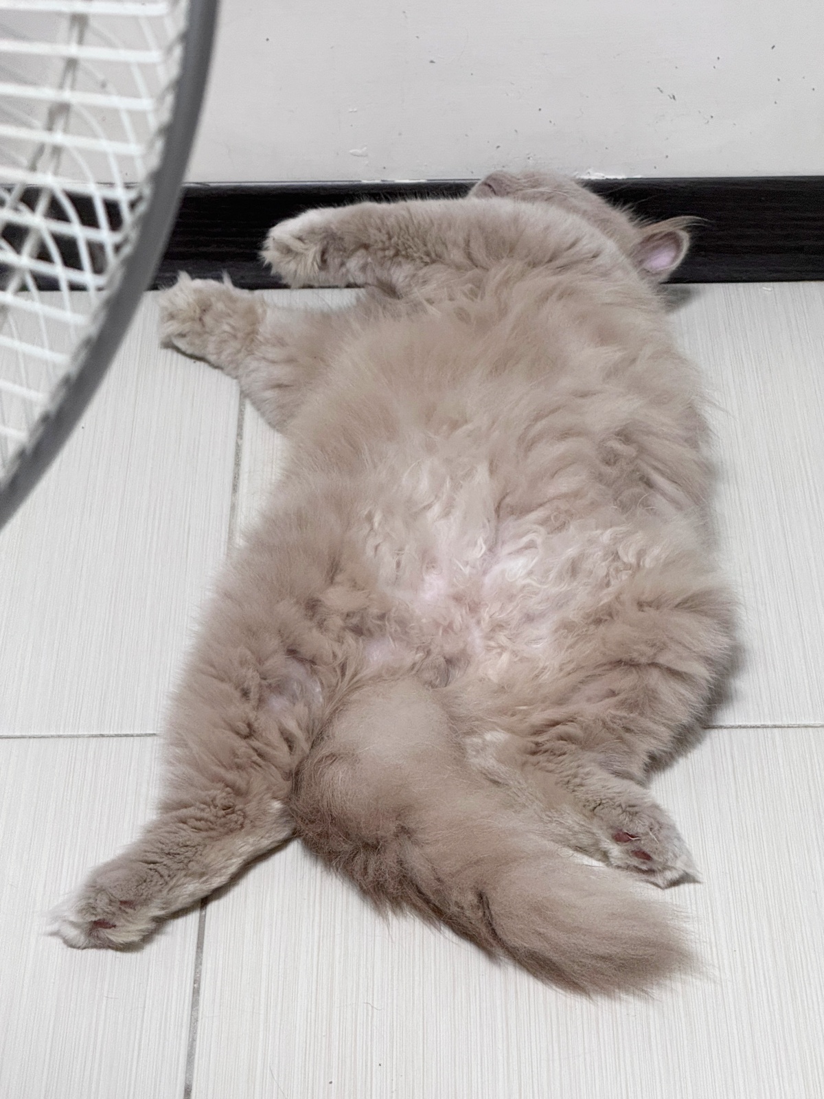 新手養貓懶人包：從準備用品到日常照顧全攻略