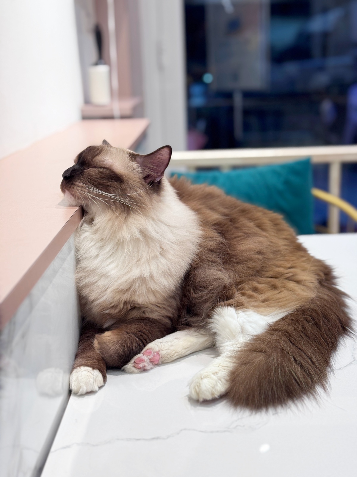 新手養貓懶人包：從準備用品到日常照顧全攻略