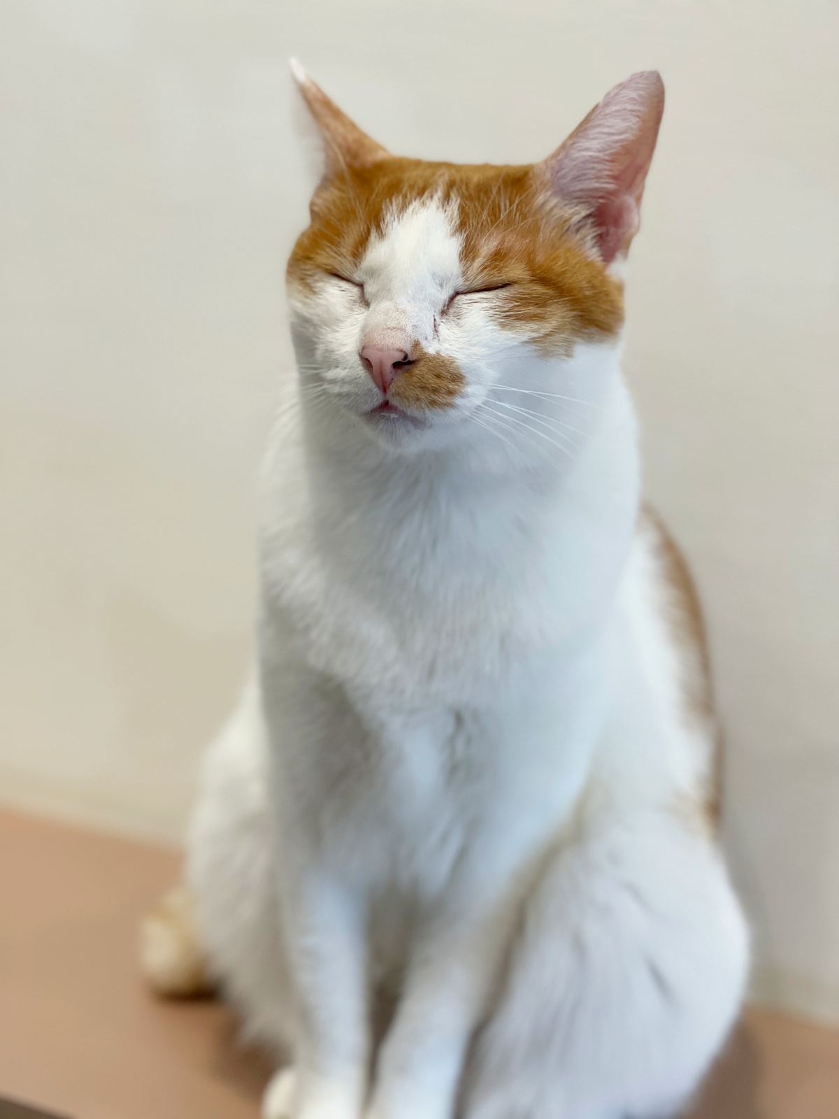 新手養貓懶人包：從準備用品到日常照顧全攻略