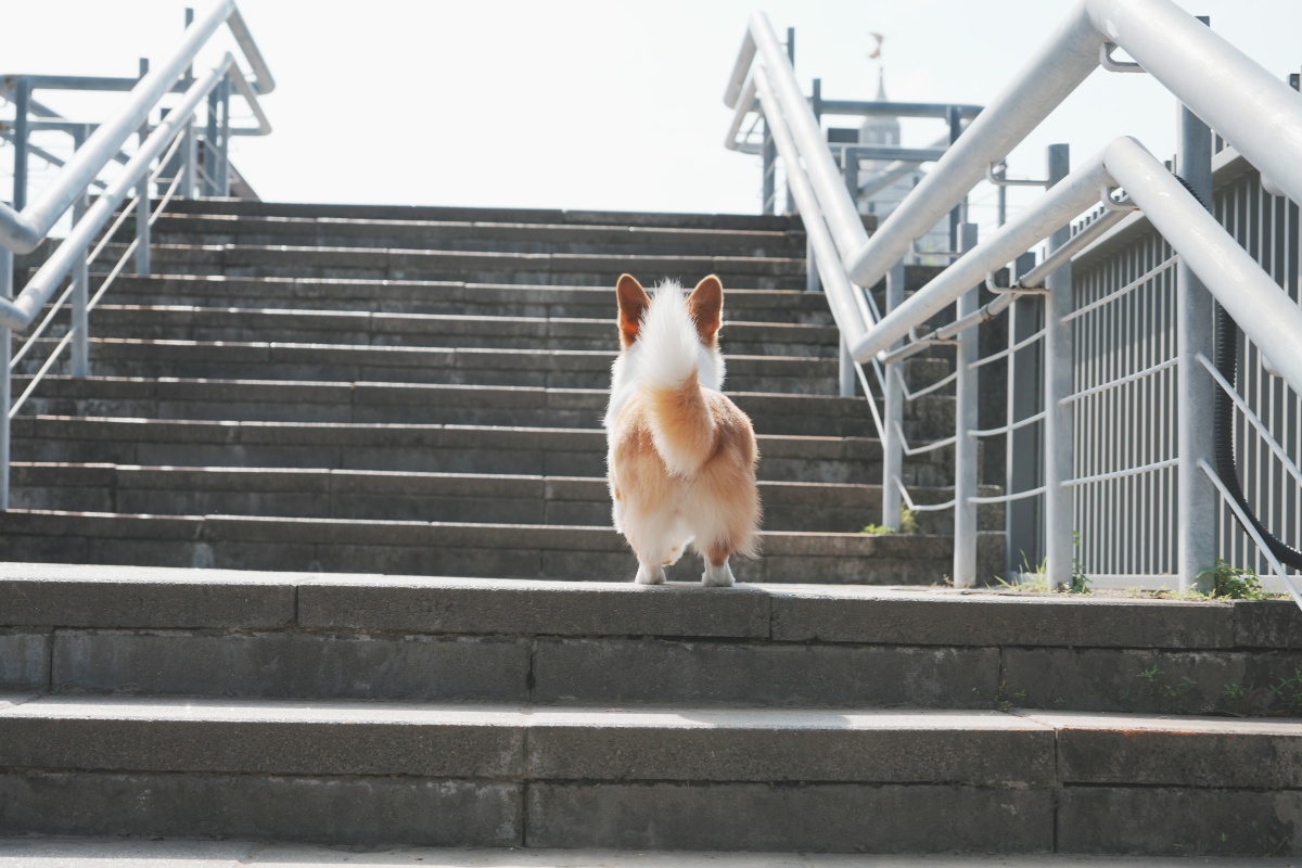 狗狗一天要吃幾餐？飼料選擇與餵食時間全攻略｜狗狗健康飲食懶人包