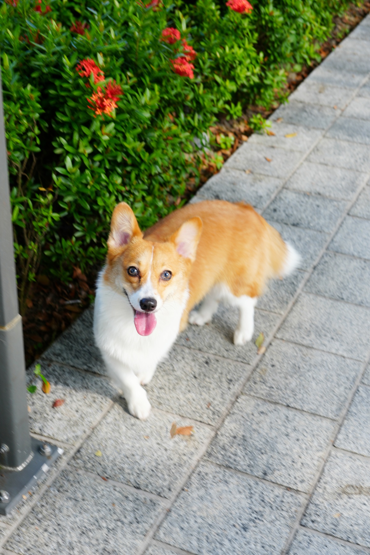 狗狗一天要吃幾餐？飼料選擇與餵食時間全攻略｜狗狗健康飲食懶人包