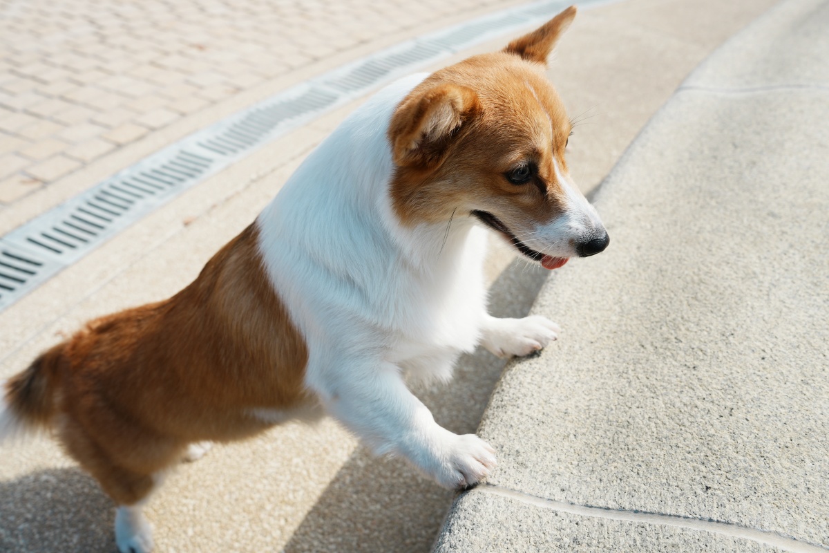 為什麼你的狗不聽話？從狗的角度重新理解牠的世界（魔法咪嚕真實案例＋飼主指南）