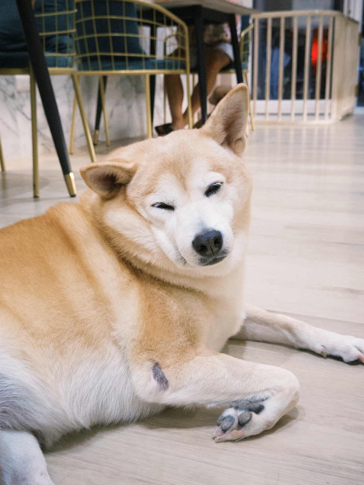 狗狗一天要吃幾餐？飼料選擇與餵食時間全攻略｜狗狗健康飲食懶人包