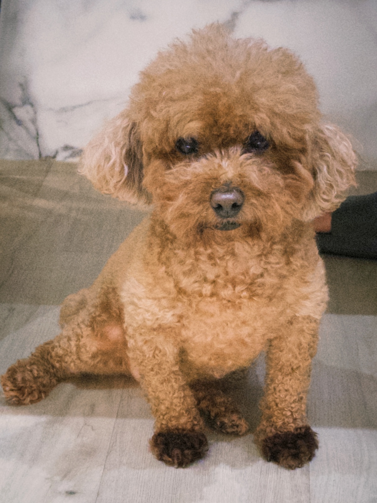 狗狗一天要吃幾餐？飼料選擇與餵食時間全攻略｜狗狗健康飲食懶人包