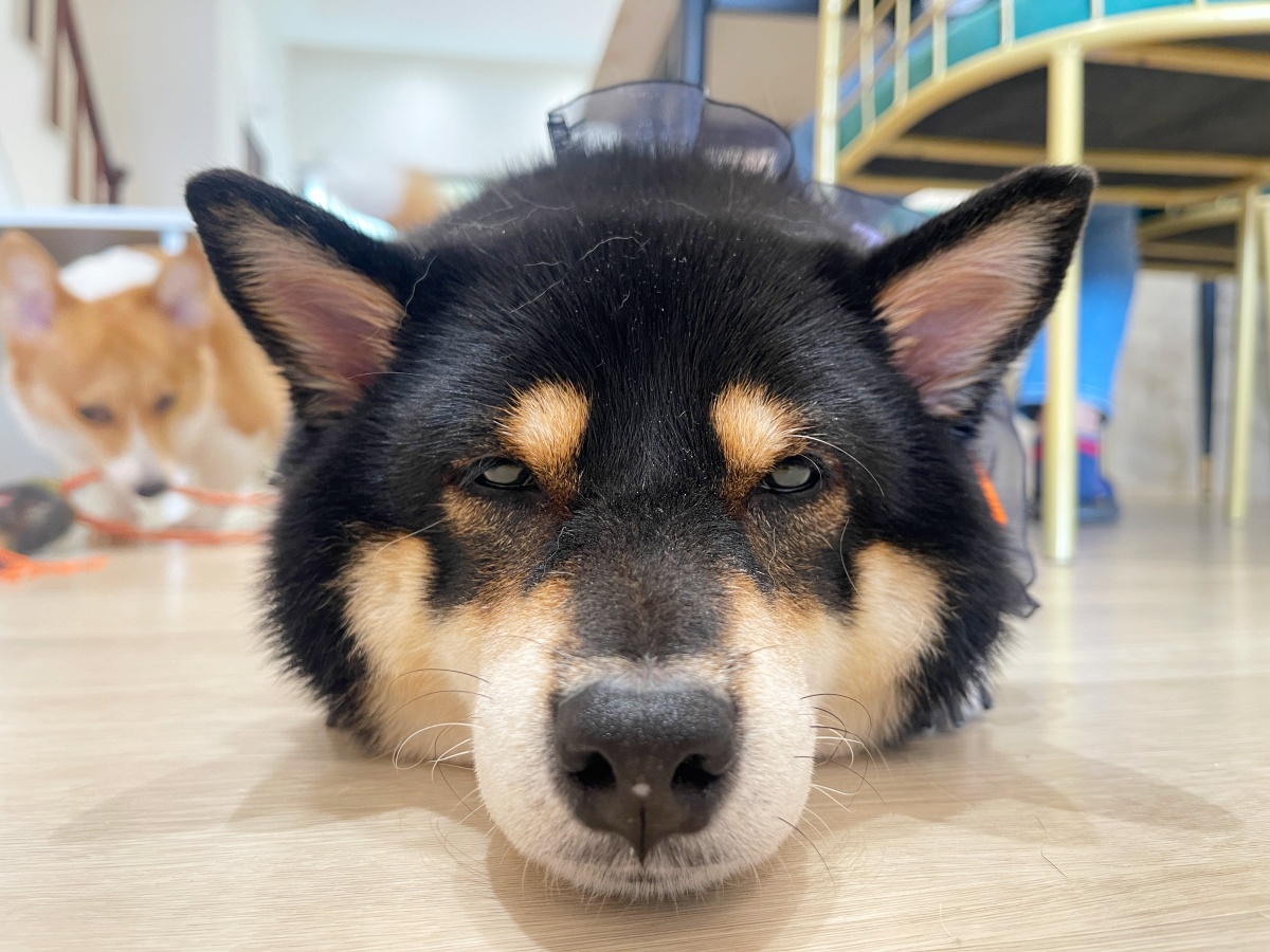 狗狗一天要吃幾餐？飼料選擇與餵食時間全攻略｜狗狗健康飲食懶人包