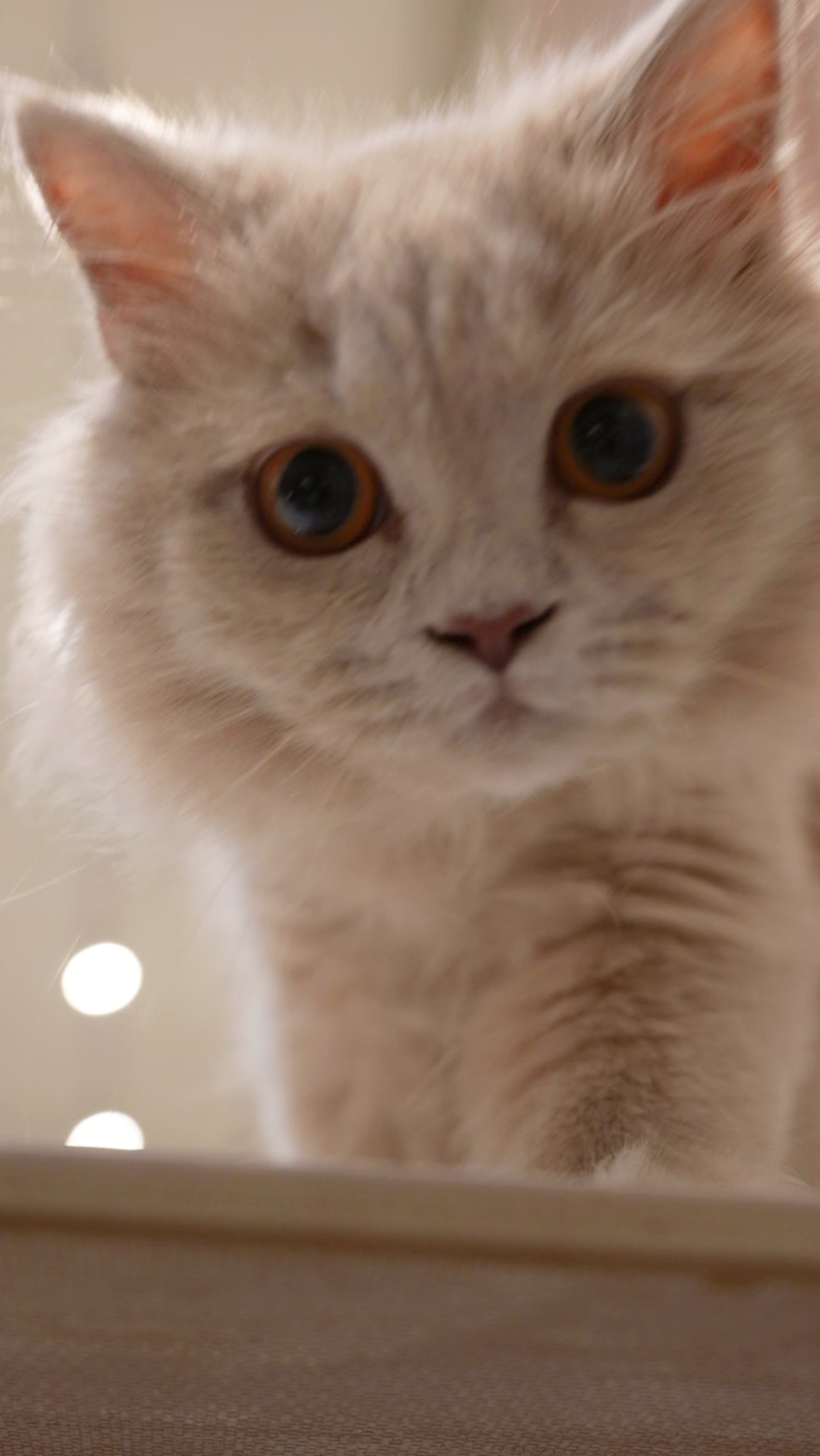 貓咪亂尿尿怎麼辦？5大原因與完整解決方法一次看懂（新手必讀）