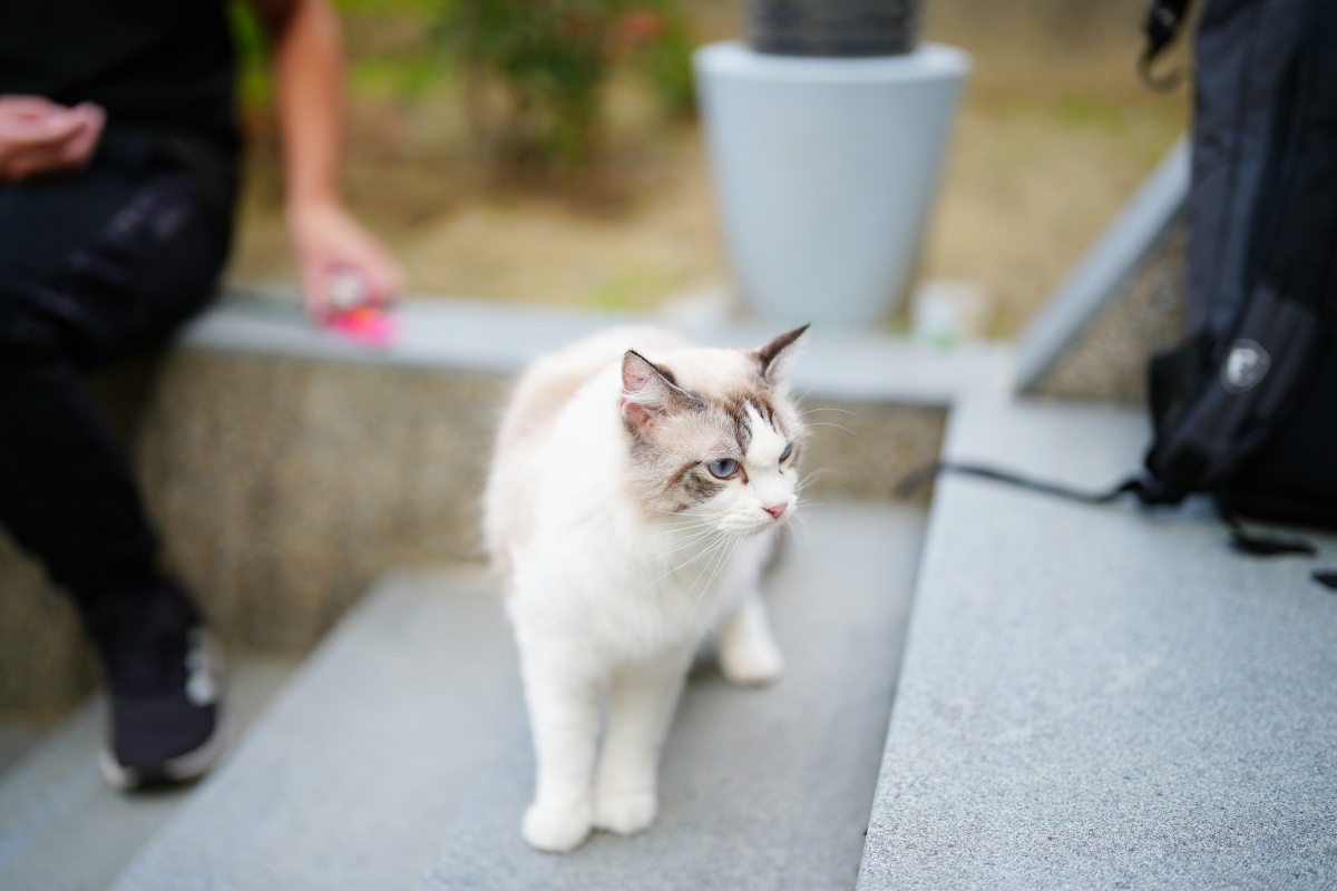 貓咪亂尿尿怎麼辦？5大原因與完整解決方法一次看懂（新手必讀）