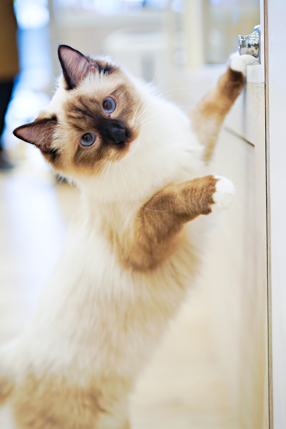 貓咪亂尿尿怎麼辦？5大原因與完整解決方法一次看懂（新手必讀）