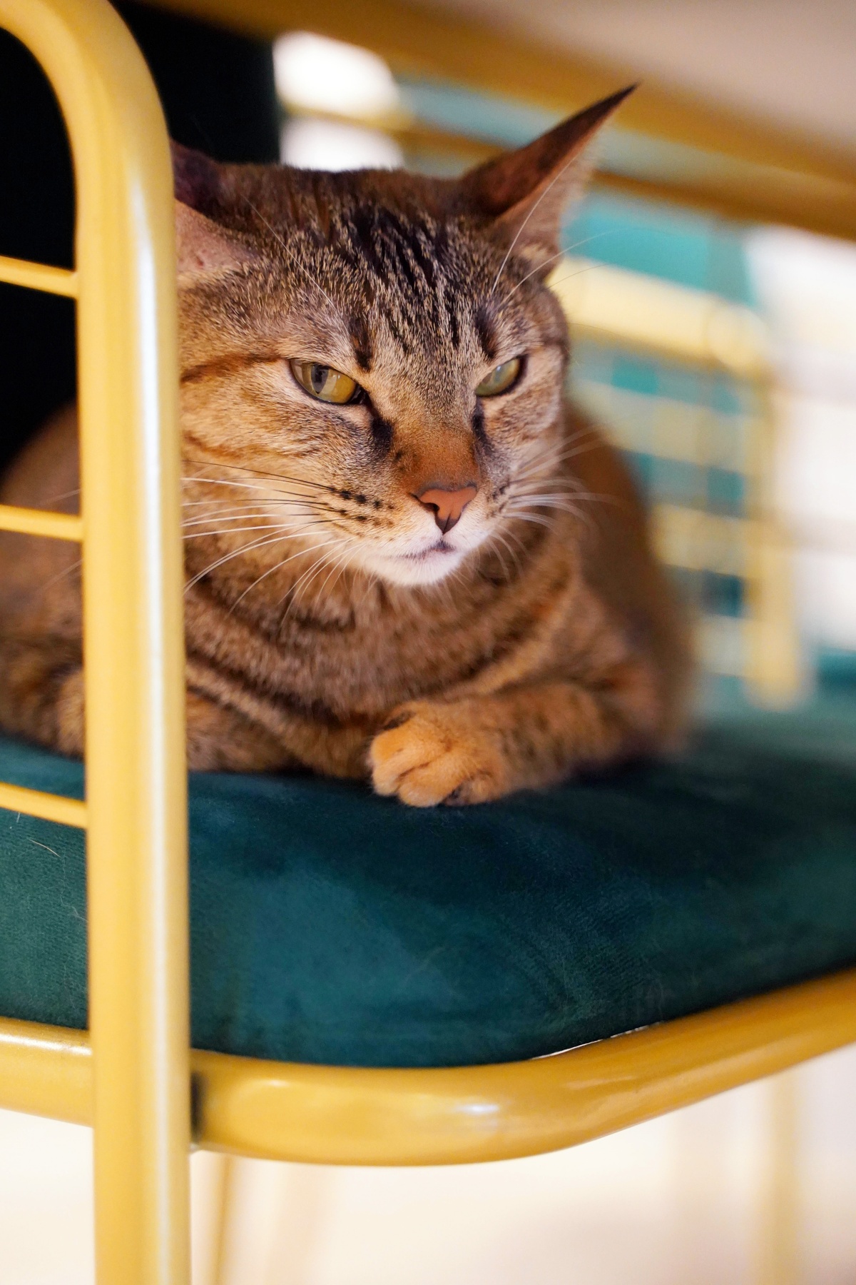 貓咪亂尿尿怎麼辦？5大原因與完整解決方法一次看懂（新手必讀）