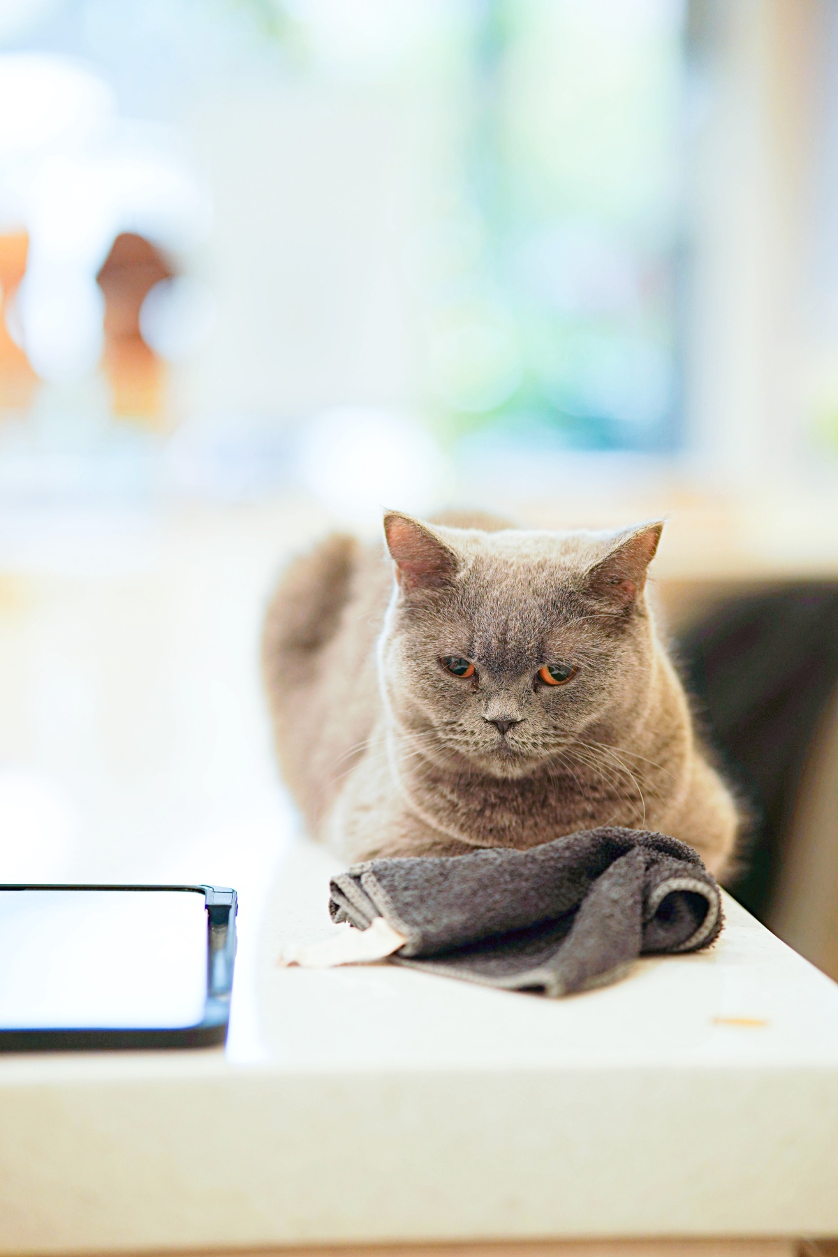 貓咪亂尿尿怎麼辦？5大原因與完整解決方法一次看懂（新手必讀）