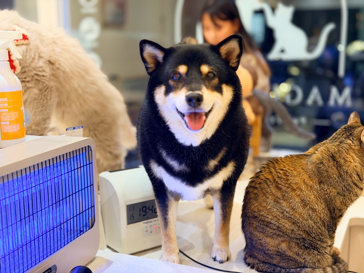 為什麼你的狗不聽話？從狗的角度重新理解牠的世界（魔法咪嚕真實案例＋飼主指南）