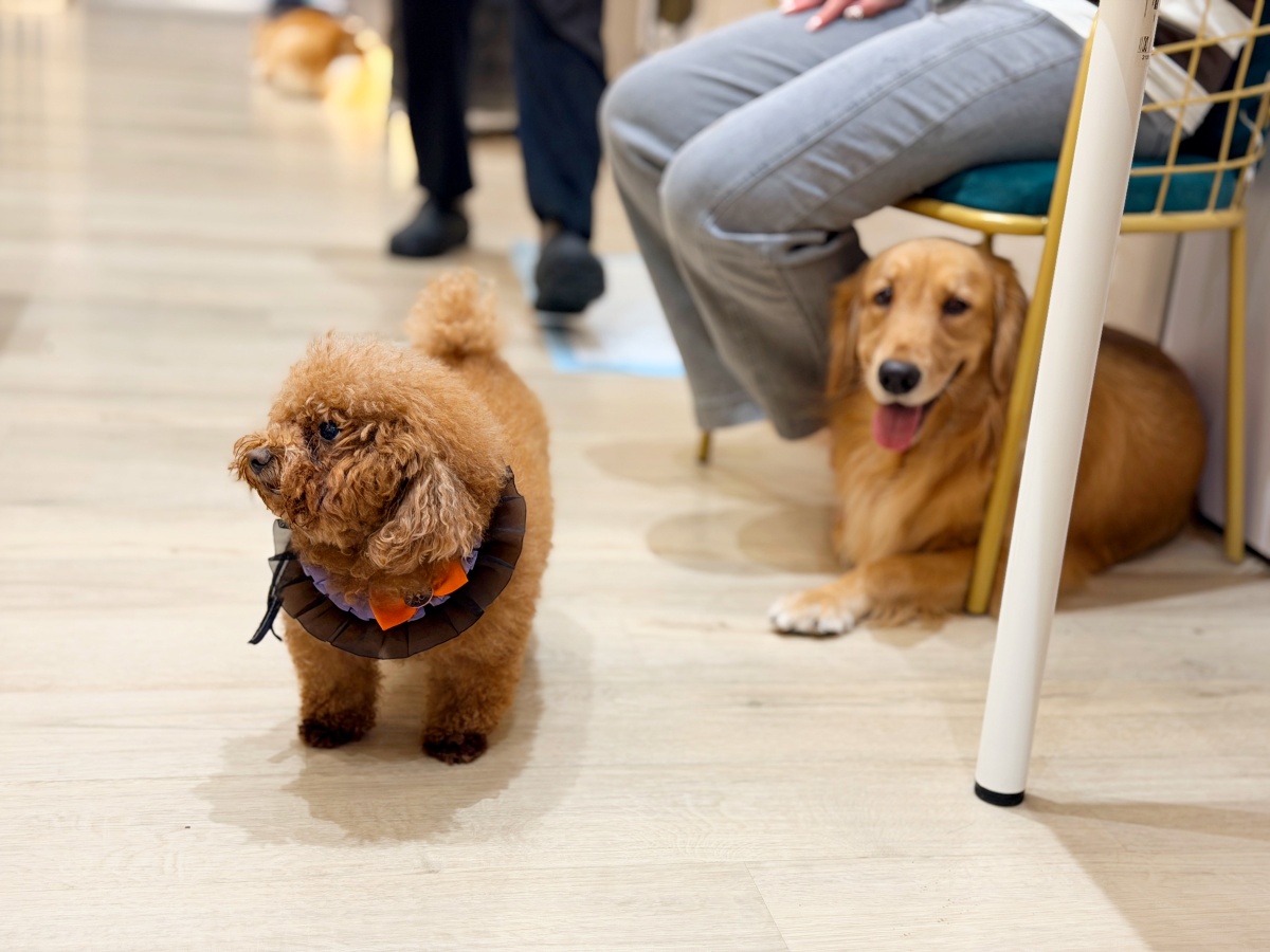 為什麼你的狗不聽話？從狗的角度重新理解牠的世界（魔法咪嚕真實案例＋飼主指南）