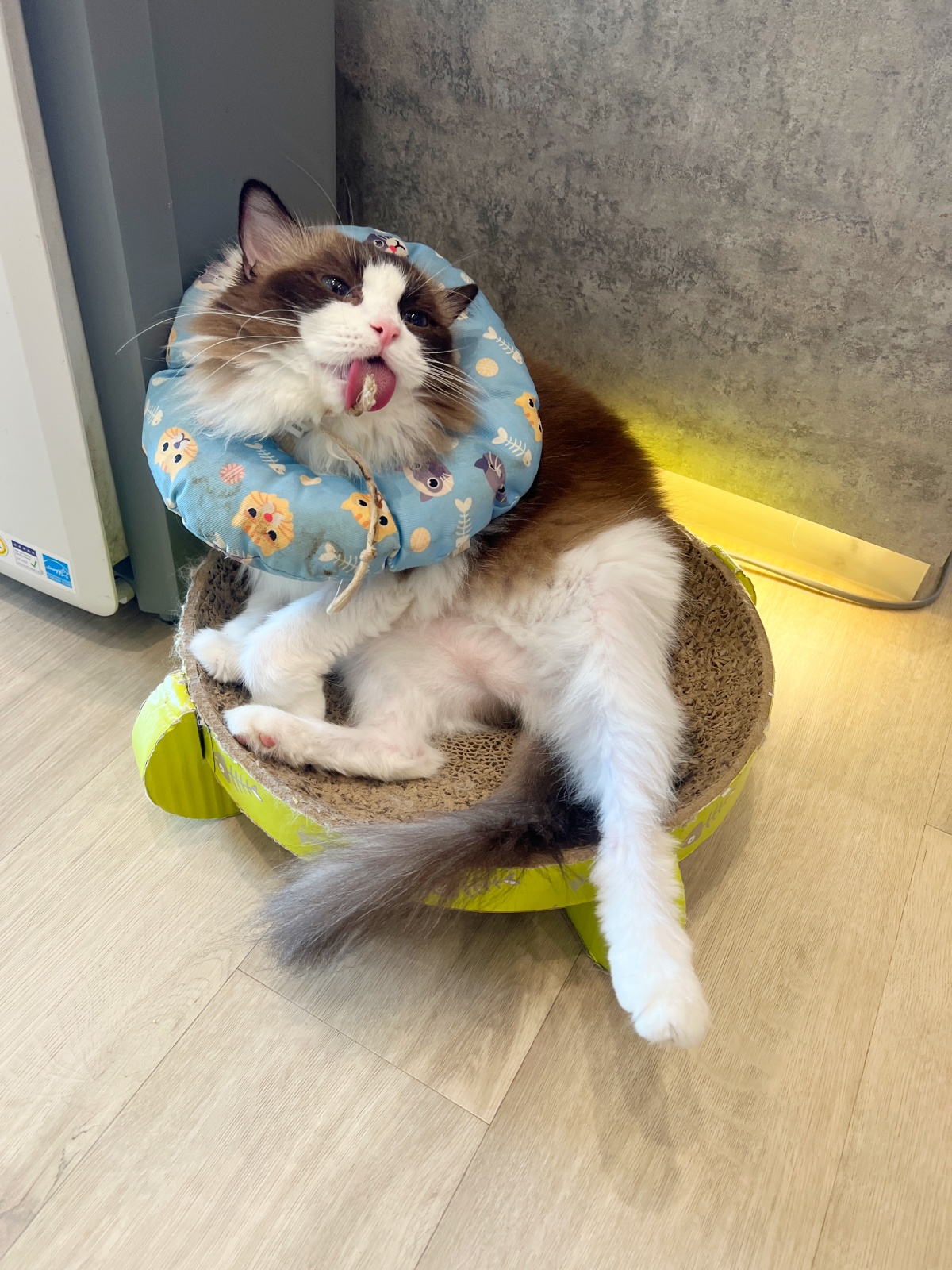 貓咪亂尿尿怎麼辦？5大原因與完整解決方法一次看懂（新手必讀）