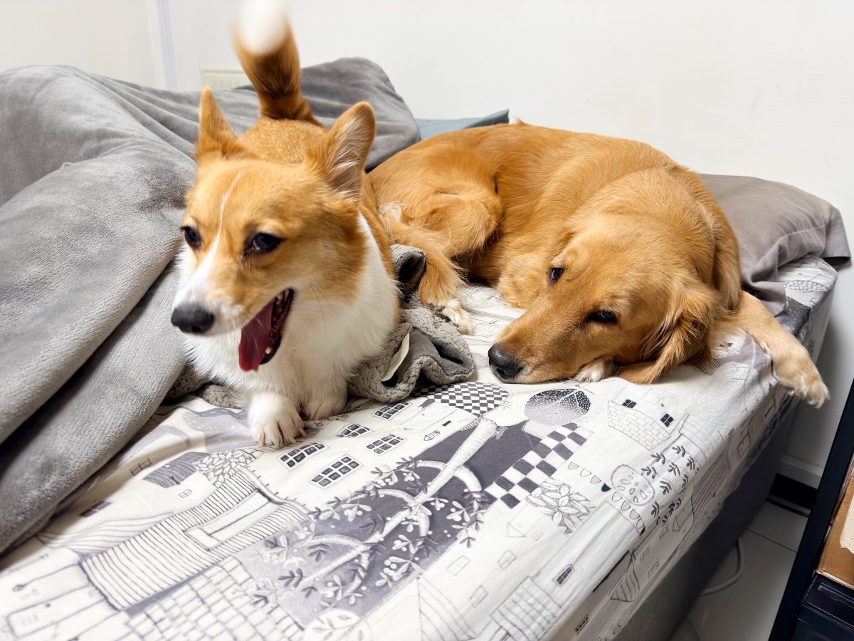 狗狗為什麼會吃大便?行為背後的營養不足、焦慮與習慣問題全解析(魔法咪嚕真實案例) 7 狗狗為什麼會吃大便?行為背後的營養不足、焦慮與習慣問題全解析(魔法咪嚕真實案例)