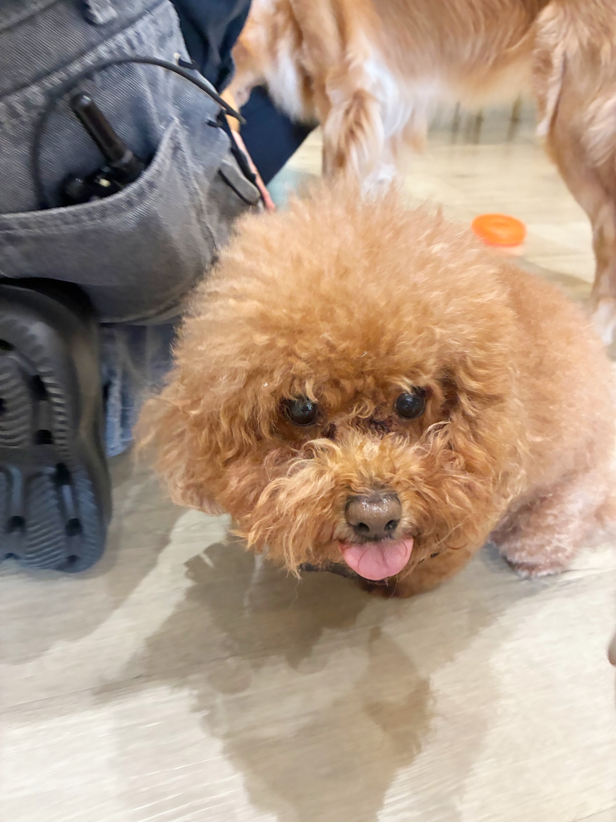 狗狗為什麼會吃大便?行為背後的營養不足、焦慮與習慣問題全解析(魔法咪嚕真實案例) 5 狗狗為什麼會吃大便?行為背後的營養不足、焦慮與習慣問題全解析(魔法咪嚕真實案例)