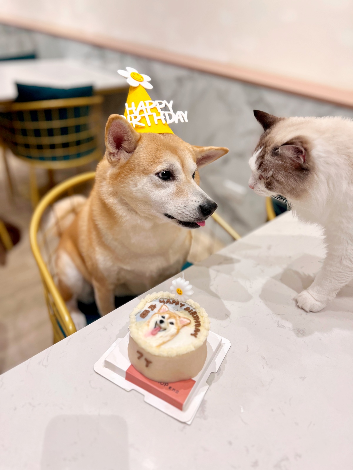 狗狗為什麼會吃大便?行為背後的營養不足、焦慮與習慣問題全解析(魔法咪嚕真實案例) 3 狗狗為什麼會吃大便?行為背後的營養不足、焦慮與習慣問題全解析(魔法咪嚕真實案例)