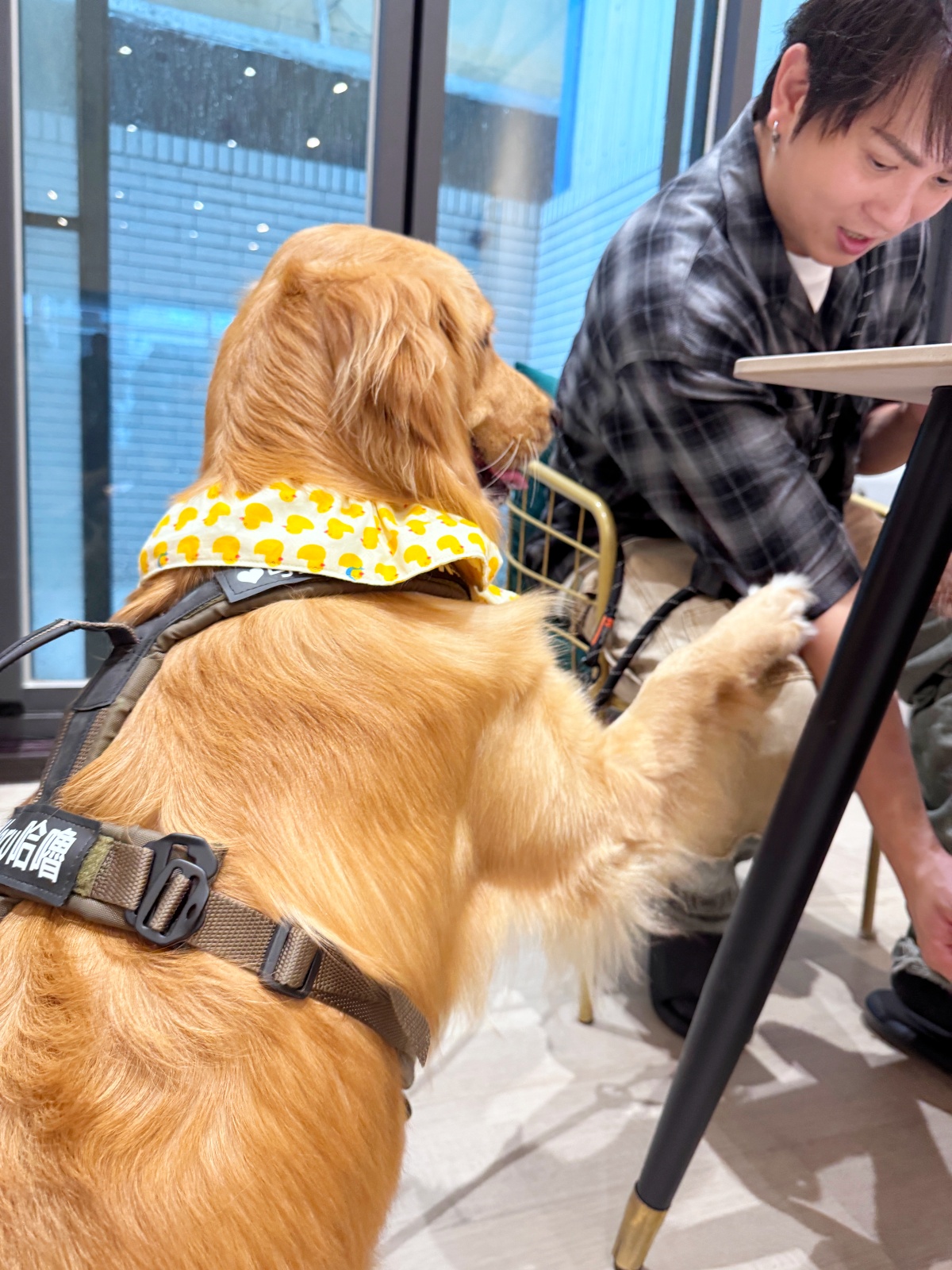 狗狗為什麼會吃大便?行為背後的營養不足、焦慮與習慣問題全解析(魔法咪嚕真實案例) 4 狗狗為什麼會吃大便?行為背後的營養不足、焦慮與習慣問題全解析(魔法咪嚕真實案例)