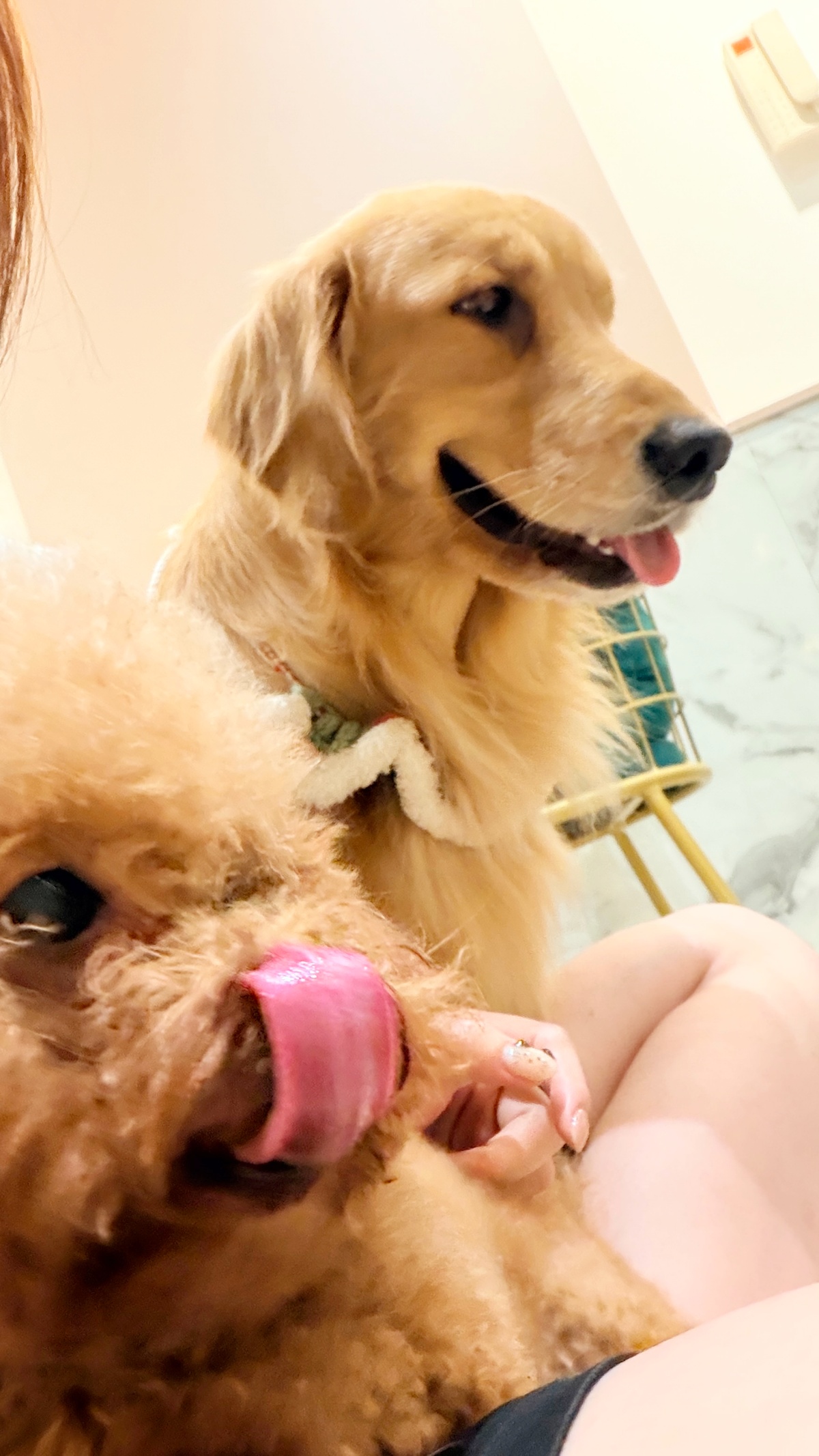 狗狗為什麼會吃大便?行為背後的營養不足、焦慮與習慣問題全解析(魔法咪嚕真實案例) 6 狗狗為什麼會吃大便?行為背後的營養不足、焦慮與習慣問題全解析(魔法咪嚕真實案例)