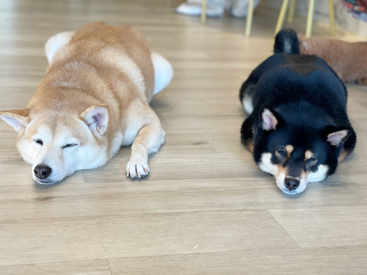 狗狗為什麼會吃大便?行為背後的營養不足、焦慮與習慣問題全解析(魔法咪嚕真實案例) 2 狗狗為什麼會吃大便?行為背後的營養不足、焦慮與習慣問題全解析(魔法咪嚕真實案例)