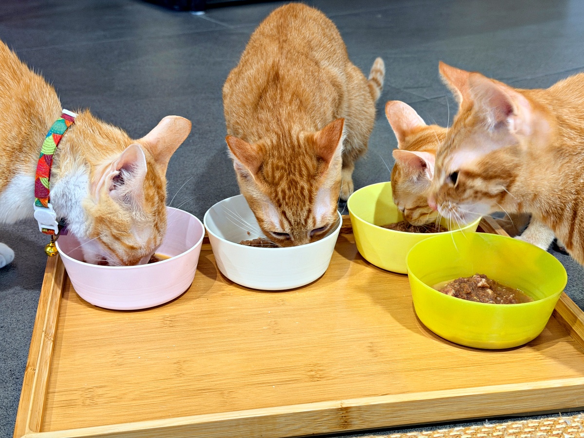 《雲林虎尾有一間真的在救貓的咖啡廳:日光下的貓。一樓寵物友善,二樓全是被救回來的浪貓,感動到差點哭。》 13 《雲林虎尾有一間真的在救貓的咖啡廳:日光下的貓。一樓寵物友善,二樓全是被救回來的浪貓,感動到差點哭。》