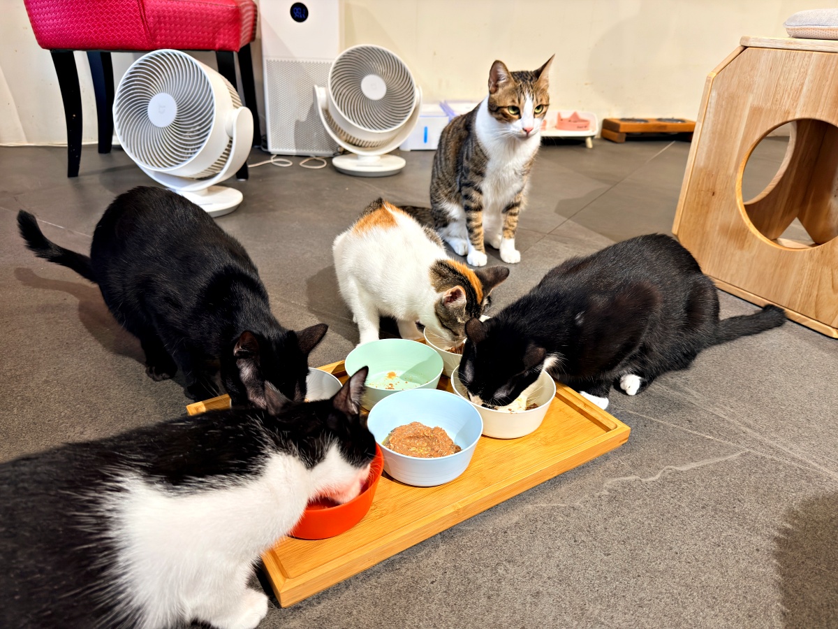 《雲林虎尾有一間真的在救貓的咖啡廳:日光下的貓。一樓寵物友善,二樓全是被救回來的浪貓,感動到差點哭。》 14 《雲林虎尾有一間真的在救貓的咖啡廳:日光下的貓。一樓寵物友善,二樓全是被救回來的浪貓,感動到差點哭。》