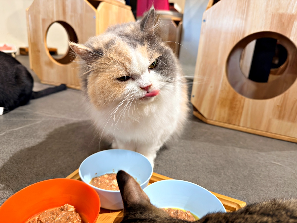 《雲林虎尾有一間真的在救貓的咖啡廳:日光下的貓。一樓寵物友善,二樓全是被救回來的浪貓,感動到差點哭。》 9 《雲林虎尾有一間真的在救貓的咖啡廳:日光下的貓。一樓寵物友善,二樓全是被救回來的浪貓,感動到差點哭。》