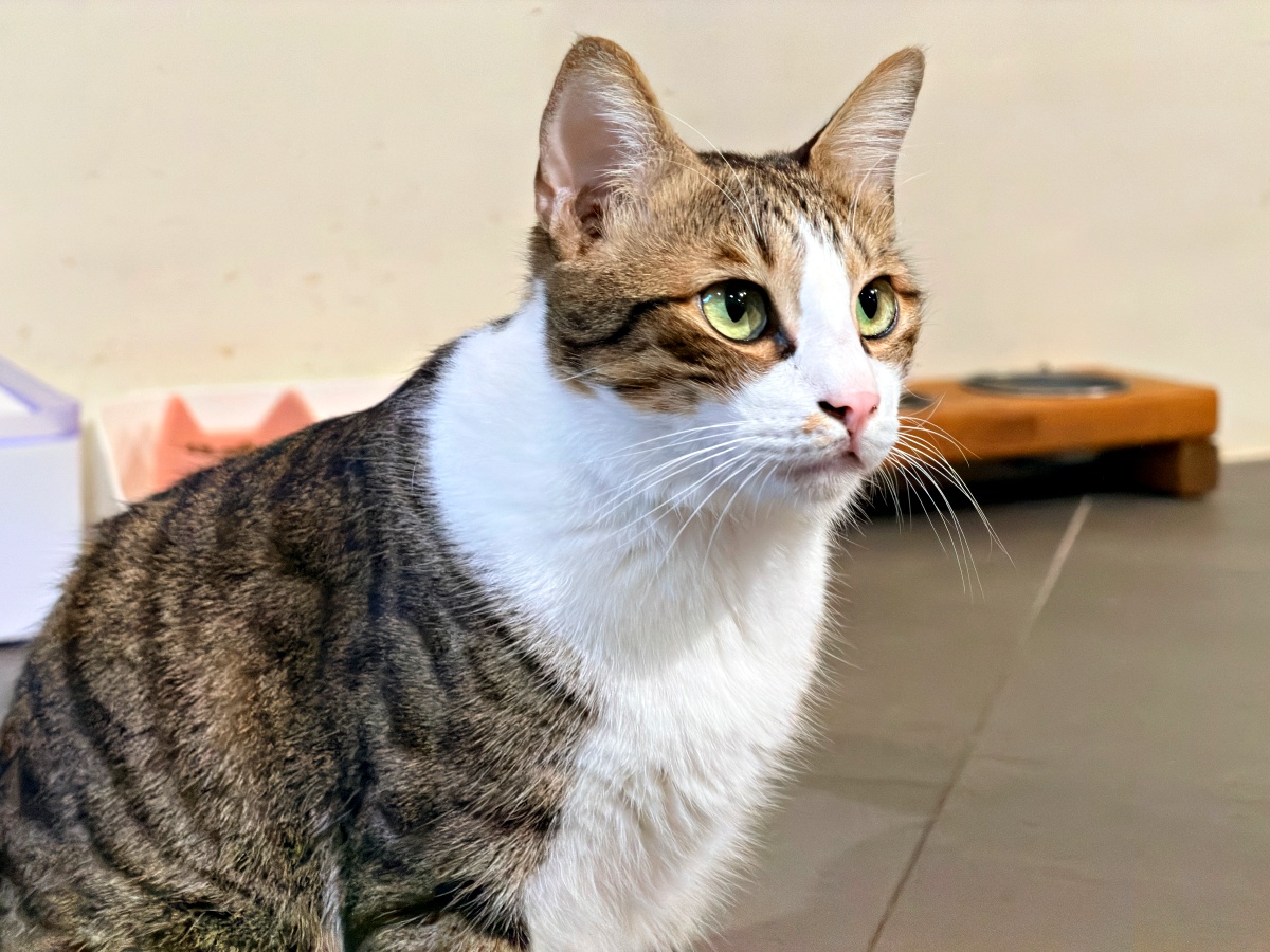 《雲林虎尾有一間真的在救貓的咖啡廳:日光下的貓。一樓寵物友善,二樓全是被救回來的浪貓,感動到差點哭。》 8 《雲林虎尾有一間真的在救貓的咖啡廳:日光下的貓。一樓寵物友善,二樓全是被救回來的浪貓,感動到差點哭。》