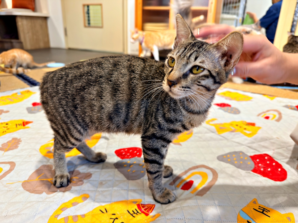 《雲林虎尾有一間真的在救貓的咖啡廳:日光下的貓。一樓寵物友善,二樓全是被救回來的浪貓,感動到差點哭。》 5 《雲林虎尾有一間真的在救貓的咖啡廳:日光下的貓。一樓寵物友善,二樓全是被救回來的浪貓,感動到差點哭。》