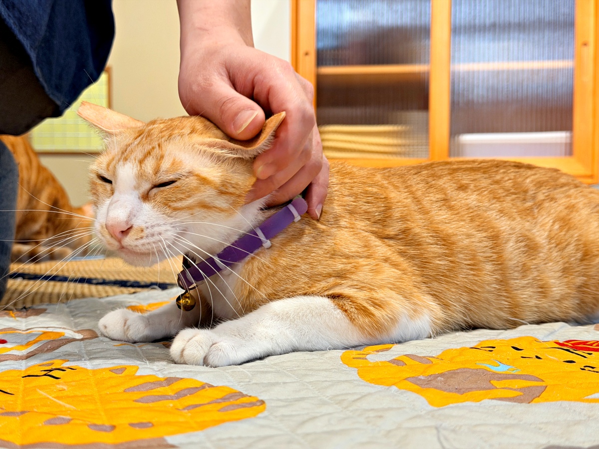 《雲林虎尾有一間真的在救貓的咖啡廳:日光下的貓。一樓寵物友善,二樓全是被救回來的浪貓,感動到差點哭。》 15 《雲林虎尾有一間真的在救貓的咖啡廳:日光下的貓。一樓寵物友善,二樓全是被救回來的浪貓,感動到差點哭。》