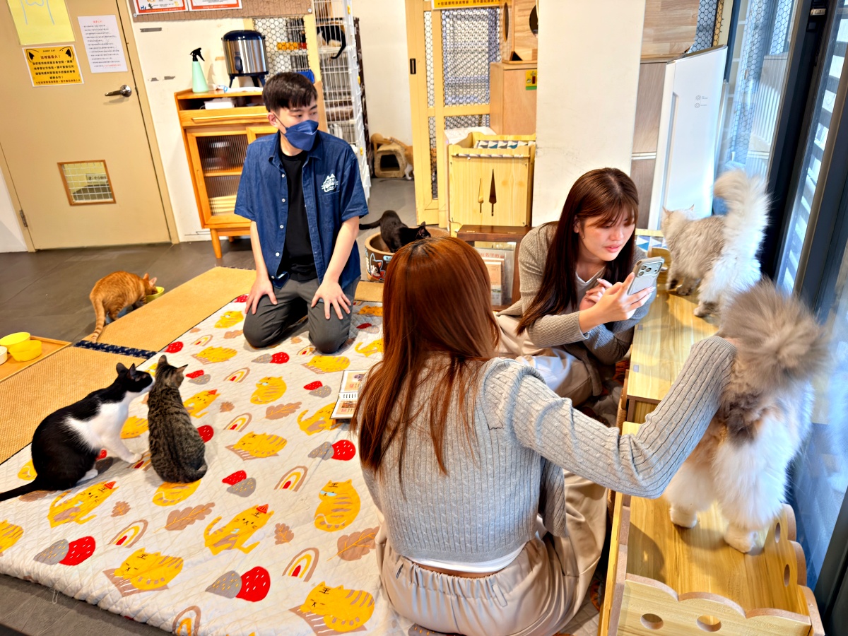 《雲林虎尾有一間真的在救貓的咖啡廳:日光下的貓。一樓寵物友善,二樓全是被救回來的浪貓,感動到差點哭。》 21 《雲林虎尾有一間真的在救貓的咖啡廳:日光下的貓。一樓寵物友善,二樓全是被救回來的浪貓,感動到差點哭。》