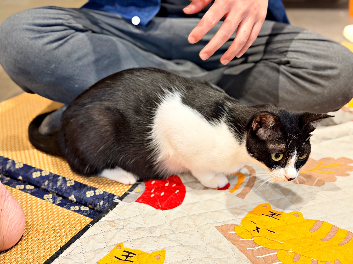 《雲林虎尾有一間真的在救貓的咖啡廳:日光下的貓。一樓寵物友善,二樓全是被救回來的浪貓,感動到差點哭。》 12 《雲林虎尾有一間真的在救貓的咖啡廳:日光下的貓。一樓寵物友善,二樓全是被救回來的浪貓,感動到差點哭。》