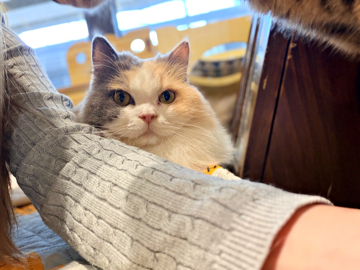 《雲林虎尾有一間真的在救貓的咖啡廳:日光下的貓。一樓寵物友善,二樓全是被救回來的浪貓,感動到差點哭。》 7 《雲林虎尾有一間真的在救貓的咖啡廳:日光下的貓。一樓寵物友善,二樓全是被救回來的浪貓,感動到差點哭。》
