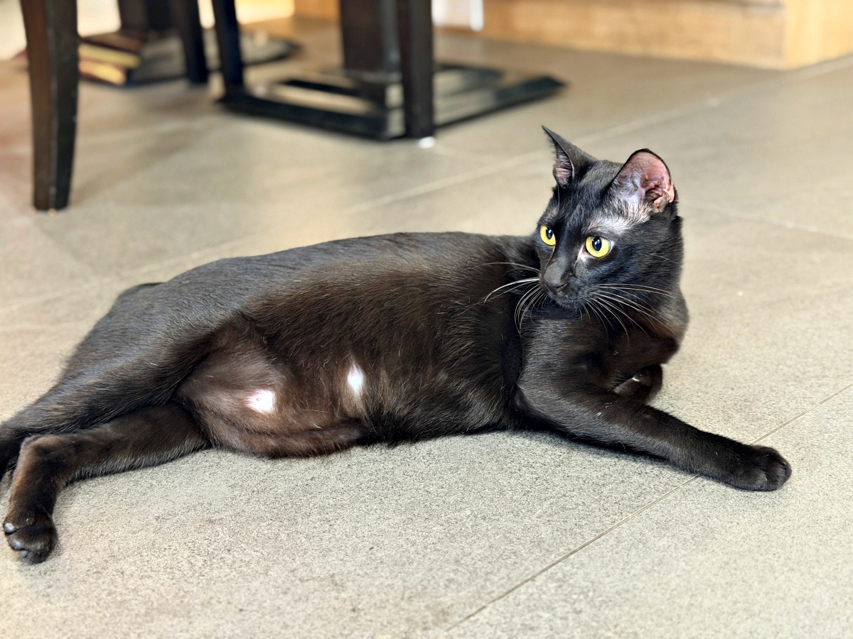 《雲林虎尾有一間真的在救貓的咖啡廳:日光下的貓。一樓寵物友善,二樓全是被救回來的浪貓,感動到差點哭。》 6 《雲林虎尾有一間真的在救貓的咖啡廳:日光下的貓。一樓寵物友善,二樓全是被救回來的浪貓,感動到差點哭。》