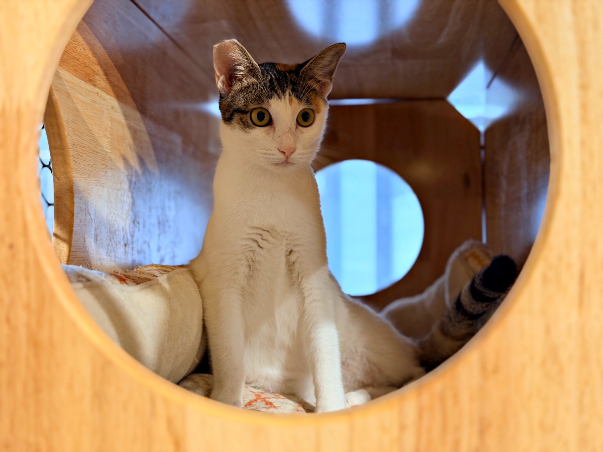 《雲林虎尾有一間真的在救貓的咖啡廳:日光下的貓。一樓寵物友善,二樓全是被救回來的浪貓,感動到差點哭。》 10 《雲林虎尾有一間真的在救貓的咖啡廳:日光下的貓。一樓寵物友善,二樓全是被救回來的浪貓,感動到差點哭。》