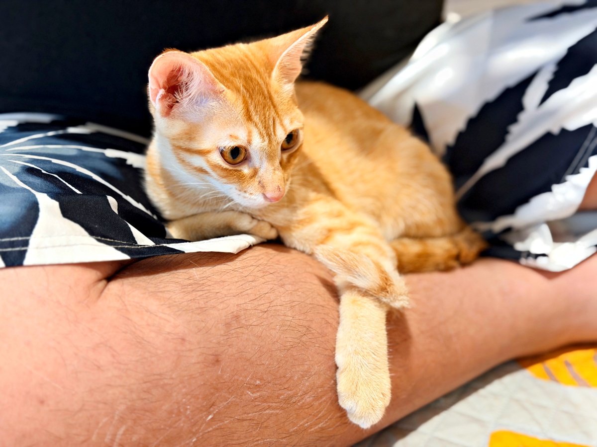 《雲林虎尾有一間真的在救貓的咖啡廳:日光下的貓。一樓寵物友善,二樓全是被救回來的浪貓,感動到差點哭。》 11 《雲林虎尾有一間真的在救貓的咖啡廳:日光下的貓。一樓寵物友善,二樓全是被救回來的浪貓,感動到差點哭。》