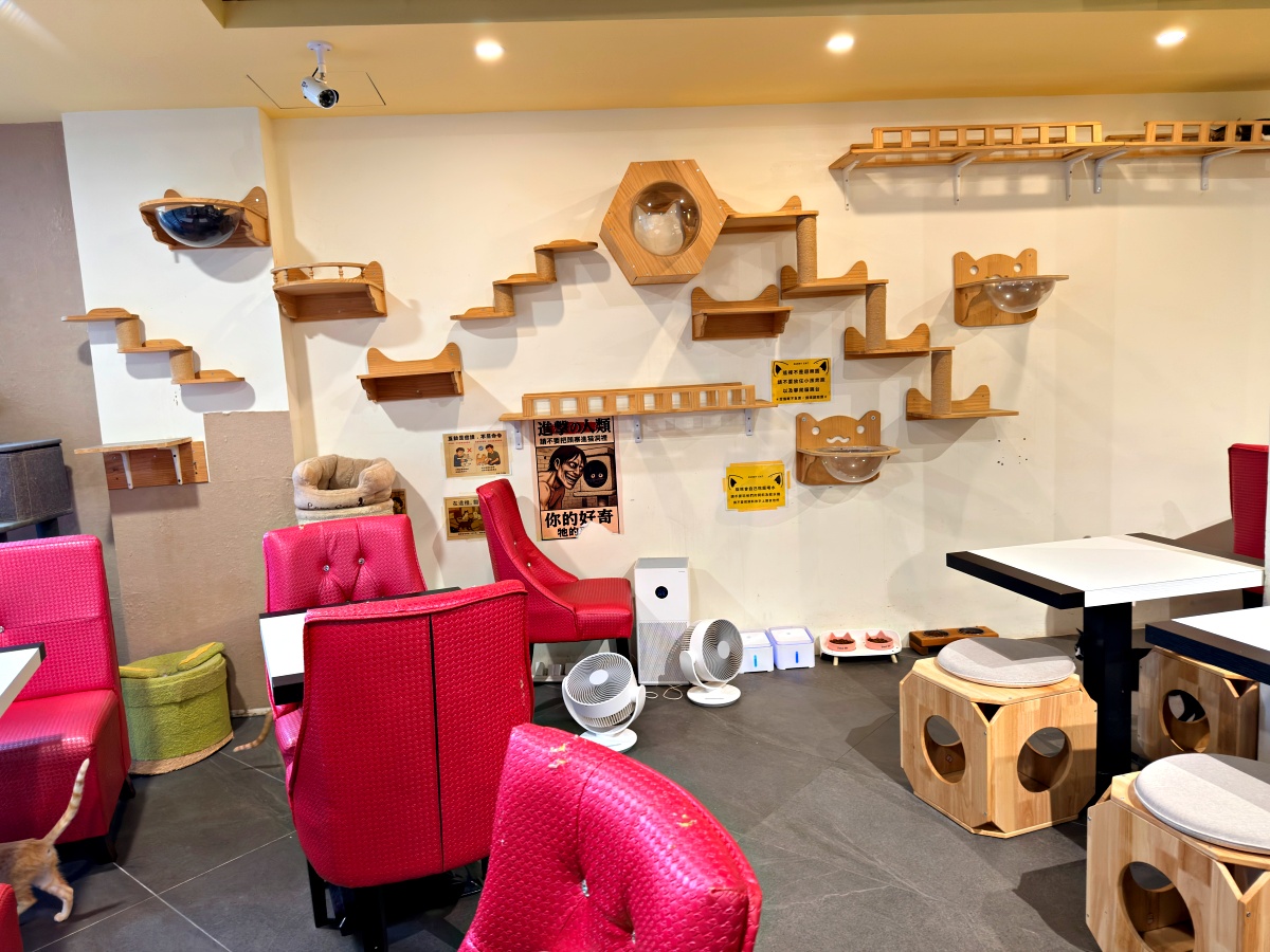 《雲林虎尾有一間真的在救貓的咖啡廳:日光下的貓。一樓寵物友善,二樓全是被救回來的浪貓,感動到差點哭。》 4 《雲林虎尾有一間真的在救貓的咖啡廳:日光下的貓。一樓寵物友善,二樓全是被救回來的浪貓,感動到差點哭。》