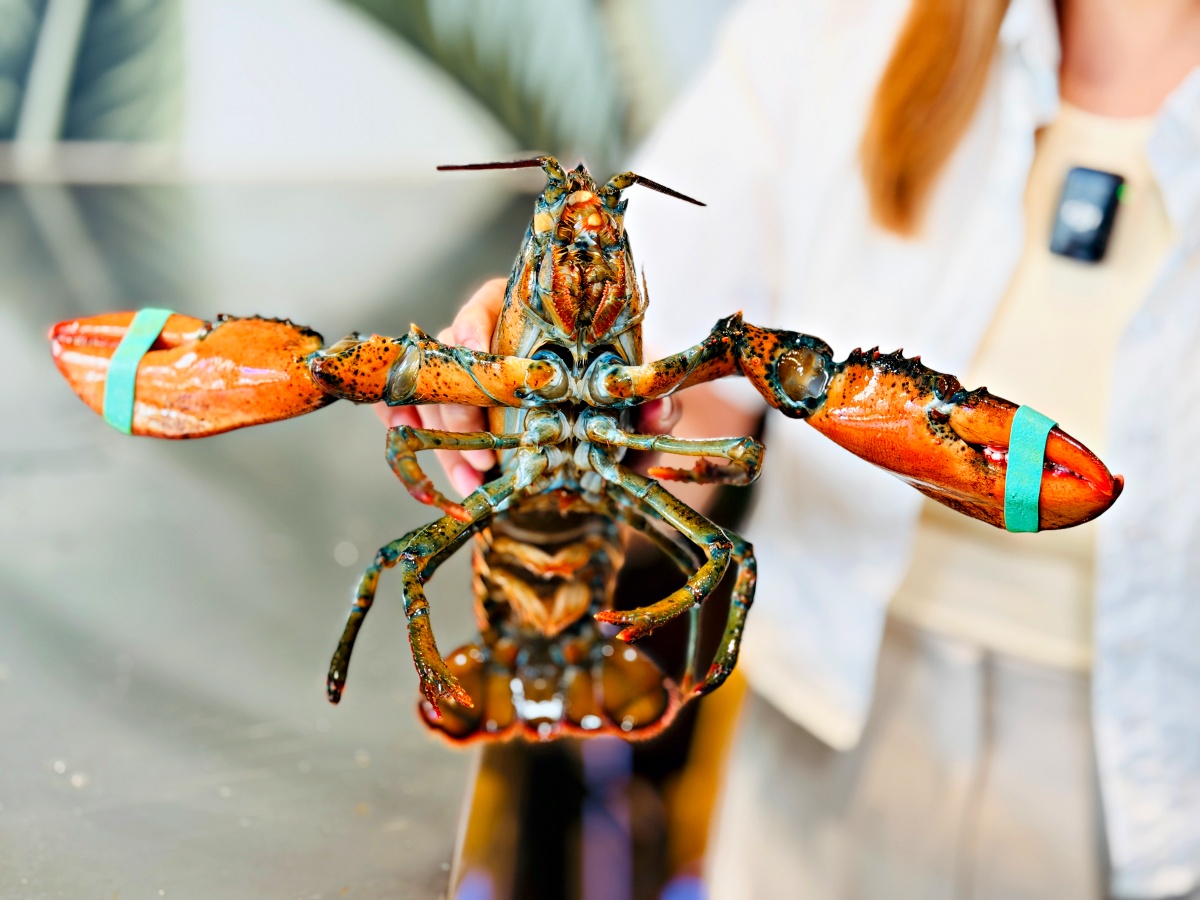 【台南花花世界鍋物 東區總店】活體海鮮 × 蒸海鮮籠 × 紅蟳米糕,台南最有儀式感的火鍋就在這 20 【台南花花世界鍋物 東區總店】活體海鮮 × 蒸海鮮籠 × 紅蟳米糕,台南最有儀式感的火鍋就在這