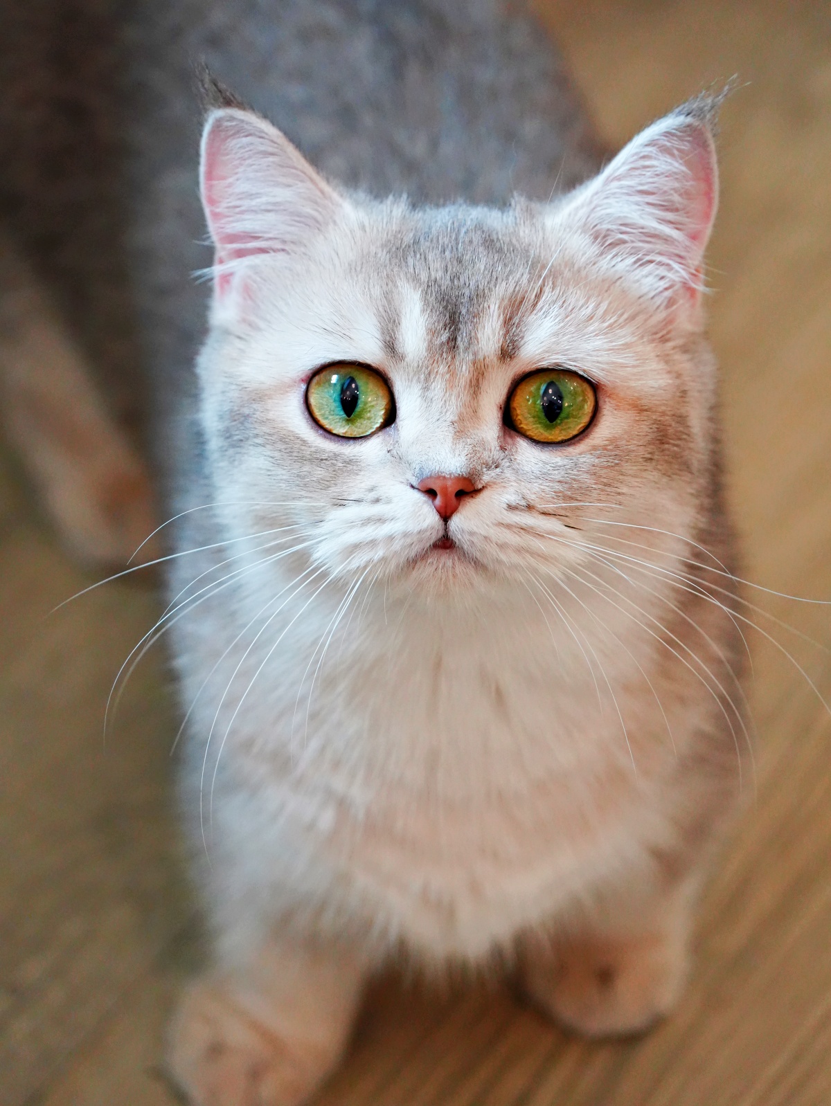 台南最萌「短腿監考官」陪吃!都在漫食間:被曼赤肯包圍的療癒時光,不只是早午餐更是貓奴避風港 2 台南最萌「短腿監考官」陪吃!都在漫食間:被曼赤肯包圍的療癒時光,不只是早午餐更是貓奴避風港