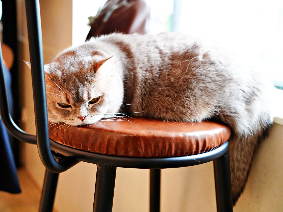 台南最萌「短腿監考官」陪吃!都在漫食間:被曼赤肯包圍的療癒時光,不只是早午餐更是貓奴避風港 5 台南最萌「短腿監考官」陪吃!都在漫食間:被曼赤肯包圍的療癒時光,不只是早午餐更是貓奴避風港