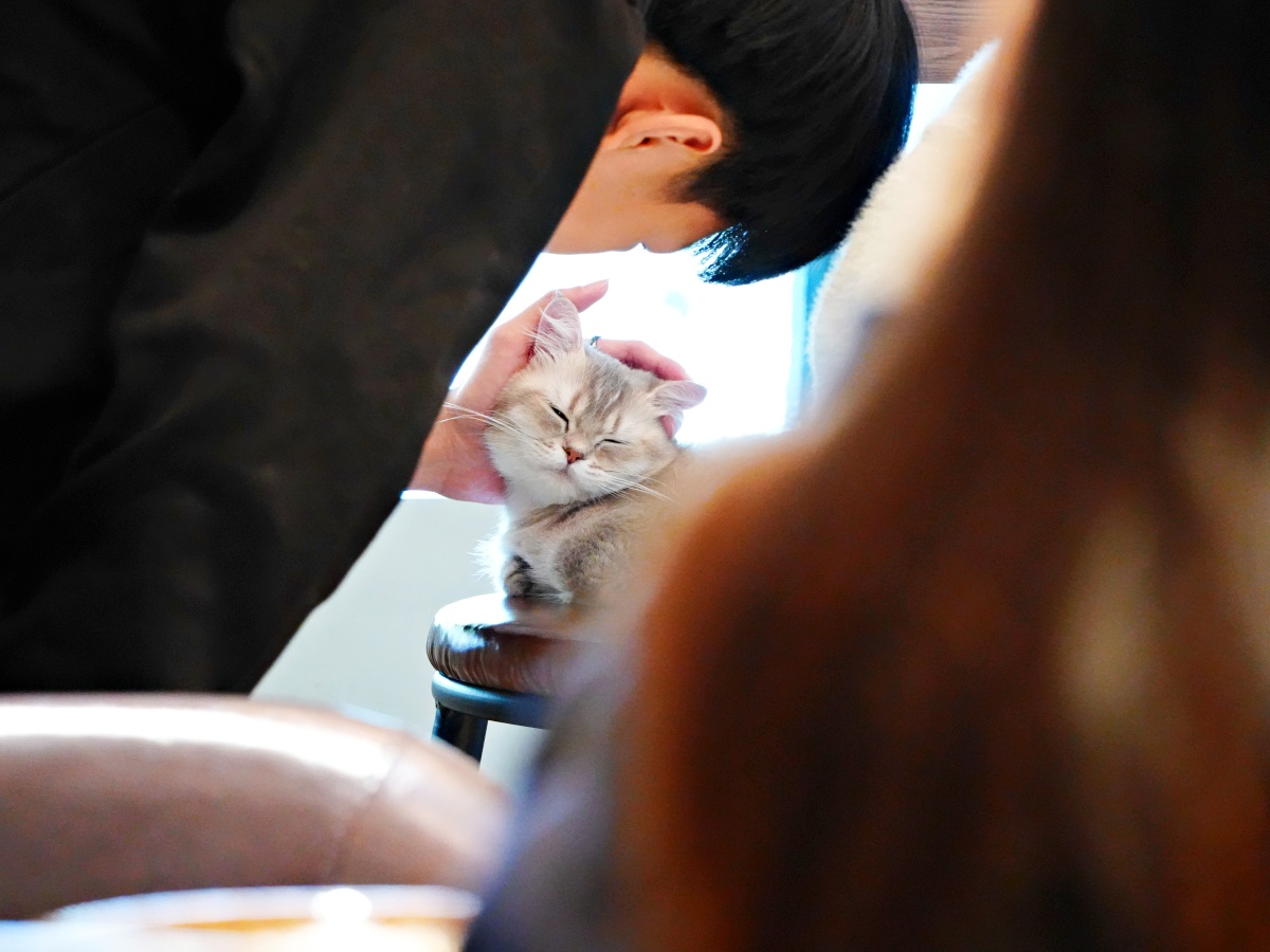 台南最萌「短腿監考官」陪吃!都在漫食間:被曼赤肯包圍的療癒時光,不只是早午餐更是貓奴避風港 10 台南最萌「短腿監考官」陪吃!都在漫食間:被曼赤肯包圍的療癒時光,不只是早午餐更是貓奴避風港