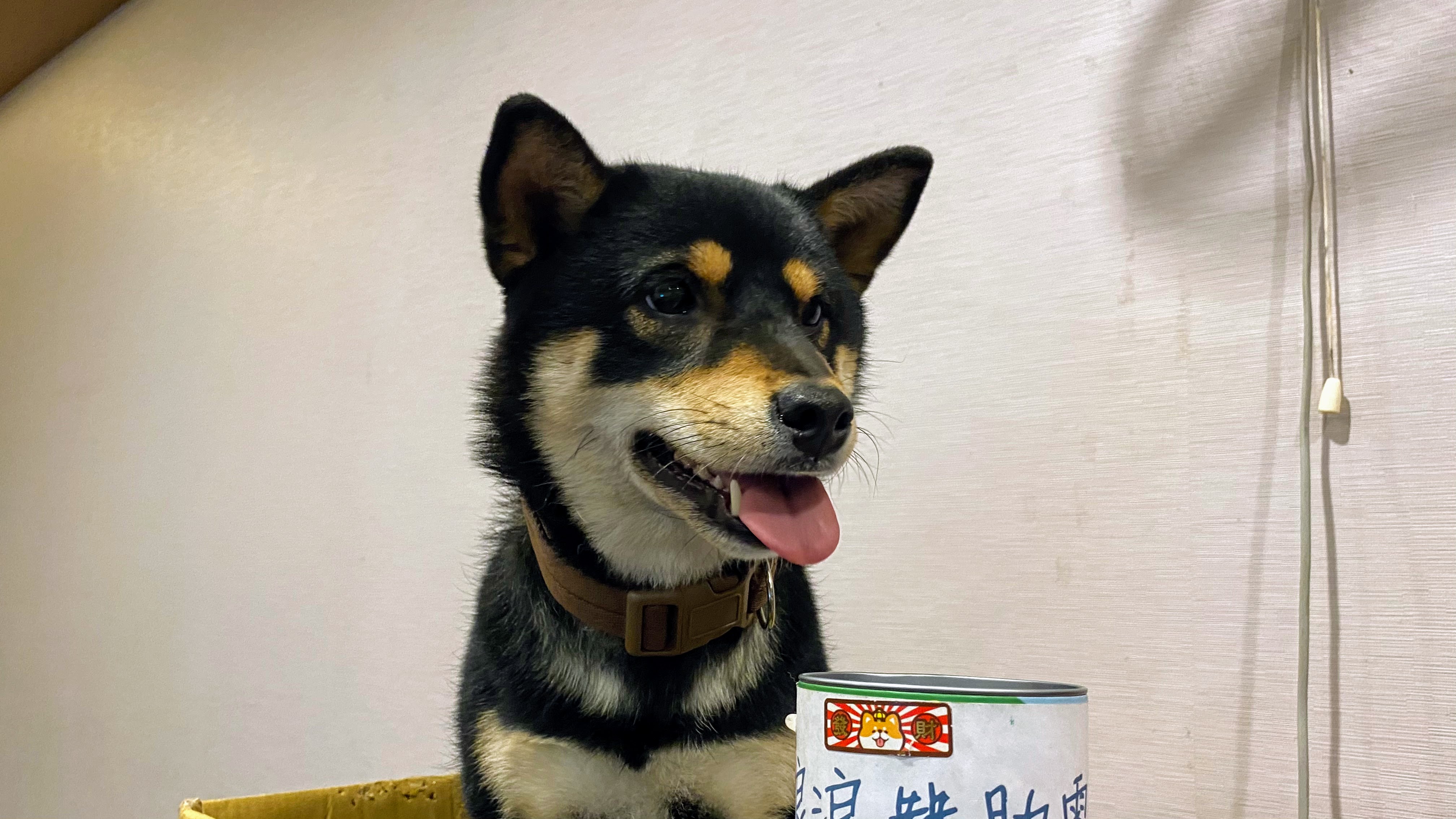 貓狗有寄生蟲怎麼辦?｜這些寄生蟲會對毛孩造成甚麼影響?｜寄生蟲防治從你我做起｜速解常見寄生蟲症狀｜