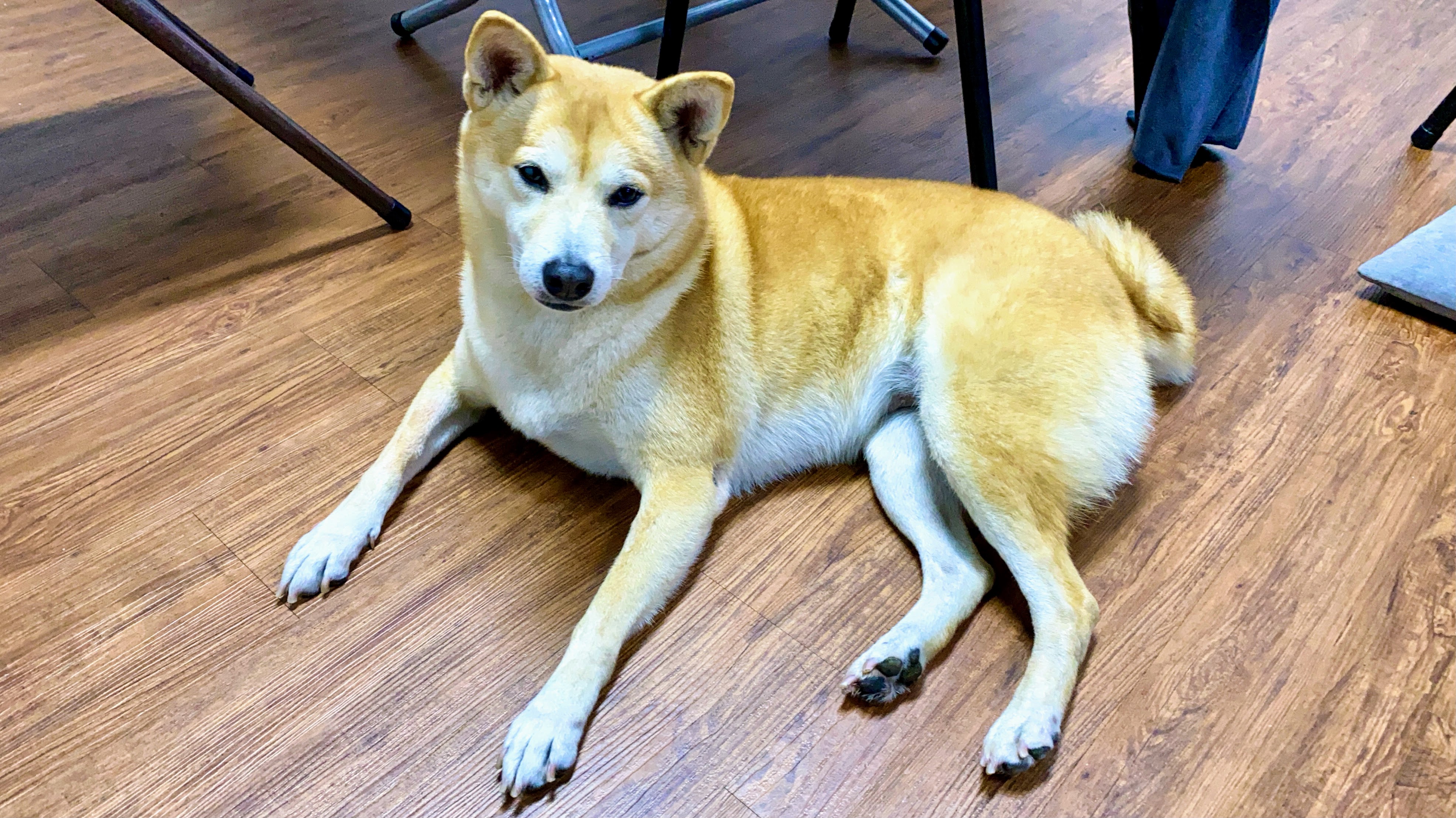 養柴犬是不是個好選擇呢?|柴犬的詳細背景及性格大公開|原來牠一年四季都在掉毛?!|柴犬好壞詳細解說| 3 養柴犬是不是個好選擇呢?|柴犬的詳細背景及性格大公開|原來牠一年四季都在掉毛?!|柴犬好壞詳細解說|