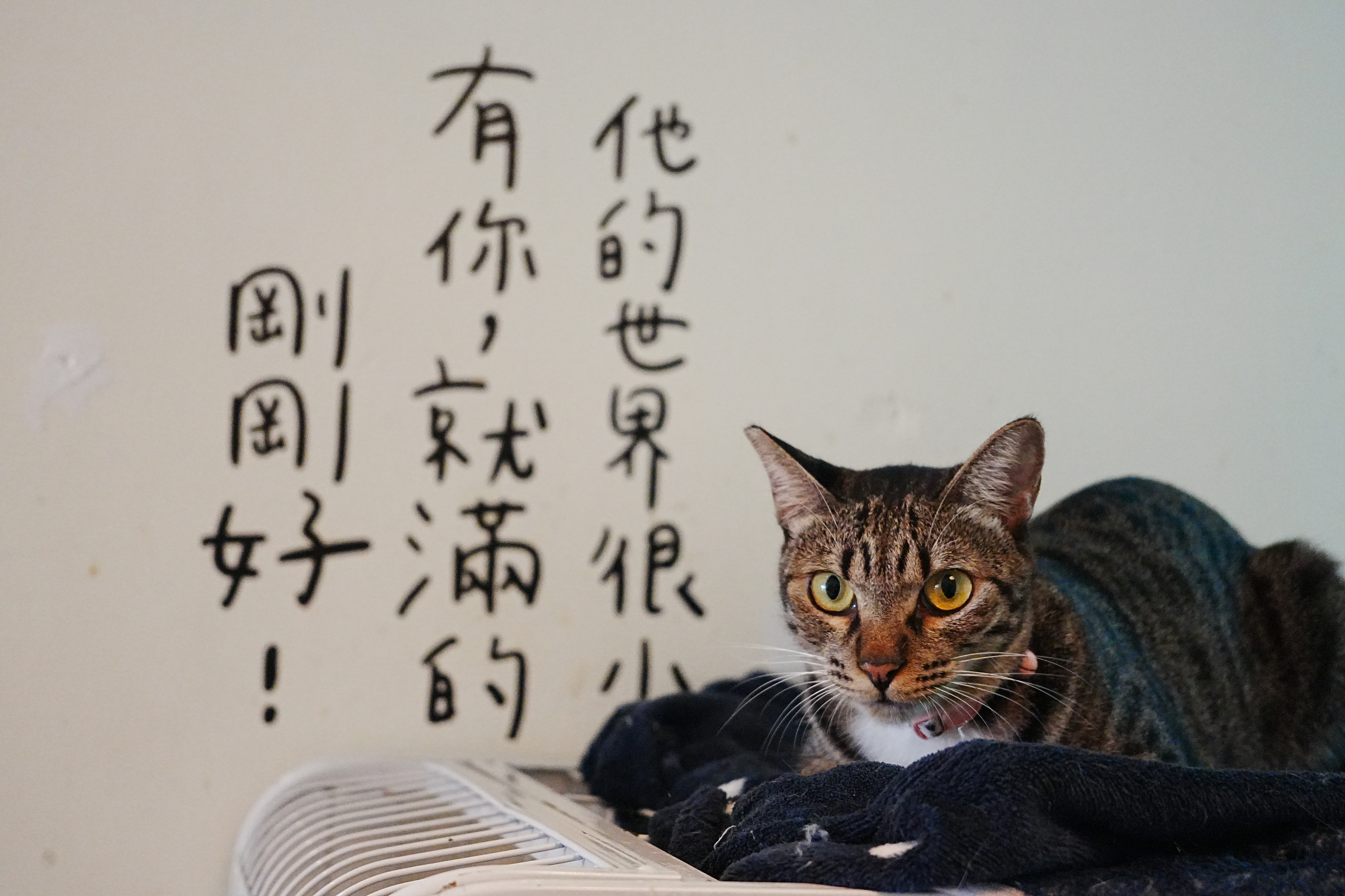 浪浪別哭台南店｜寵物餐廳｜中途之家｜寵物咖啡廳｜寵物友善｜流浪動物的小窩