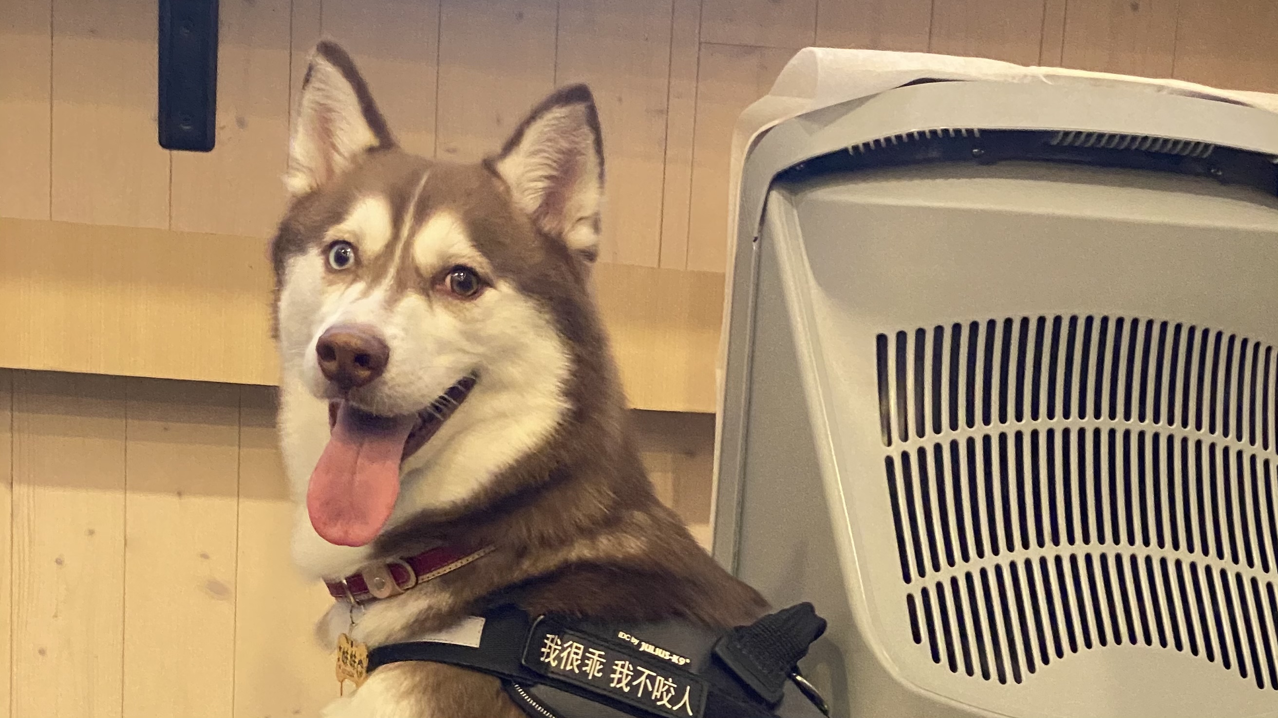 養狗最常見的五種錯誤|你做對了幾項呢?|洗太乾淨也會生病?!|新手家長養狗要注意的五件事| 3 養狗最常見的五種錯誤|你做對了幾項呢?|洗太乾淨也會生病?!|新手家長養狗要注意的五件事|