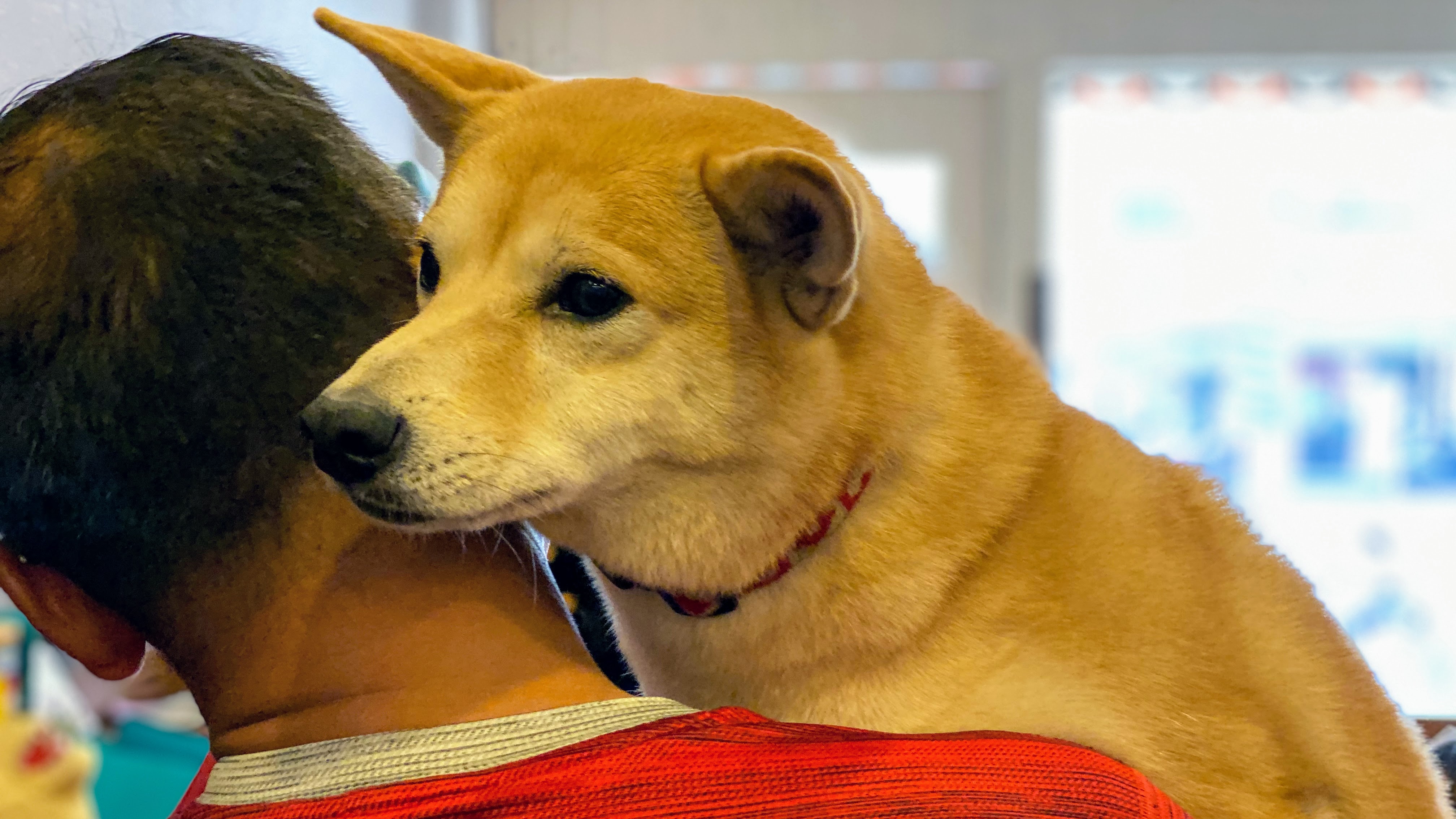養柴犬是不是個好選擇呢?|柴犬的詳細背景及性格大公開|原來牠一年四季都在掉毛?!|柴犬好壞詳細解說| 11 養柴犬是不是個好選擇呢?|柴犬的詳細背景及性格大公開|原來牠一年四季都在掉毛?!|柴犬好壞詳細解說|