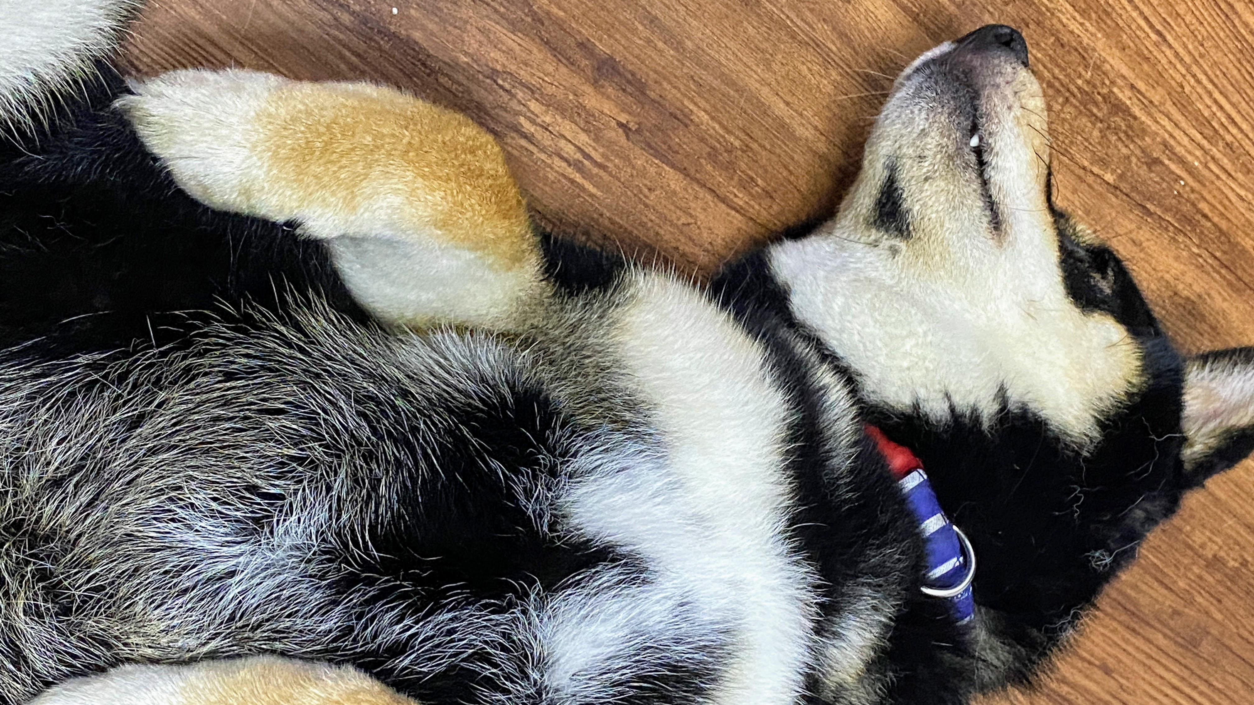 養柴犬是不是個好選擇呢?|柴犬的詳細背景及性格大公開|原來牠一年四季都在掉毛?!|柴犬好壞詳細解說| 6 養柴犬是不是個好選擇呢?|柴犬的詳細背景及性格大公開|原來牠一年四季都在掉毛?!|柴犬好壞詳細解說|